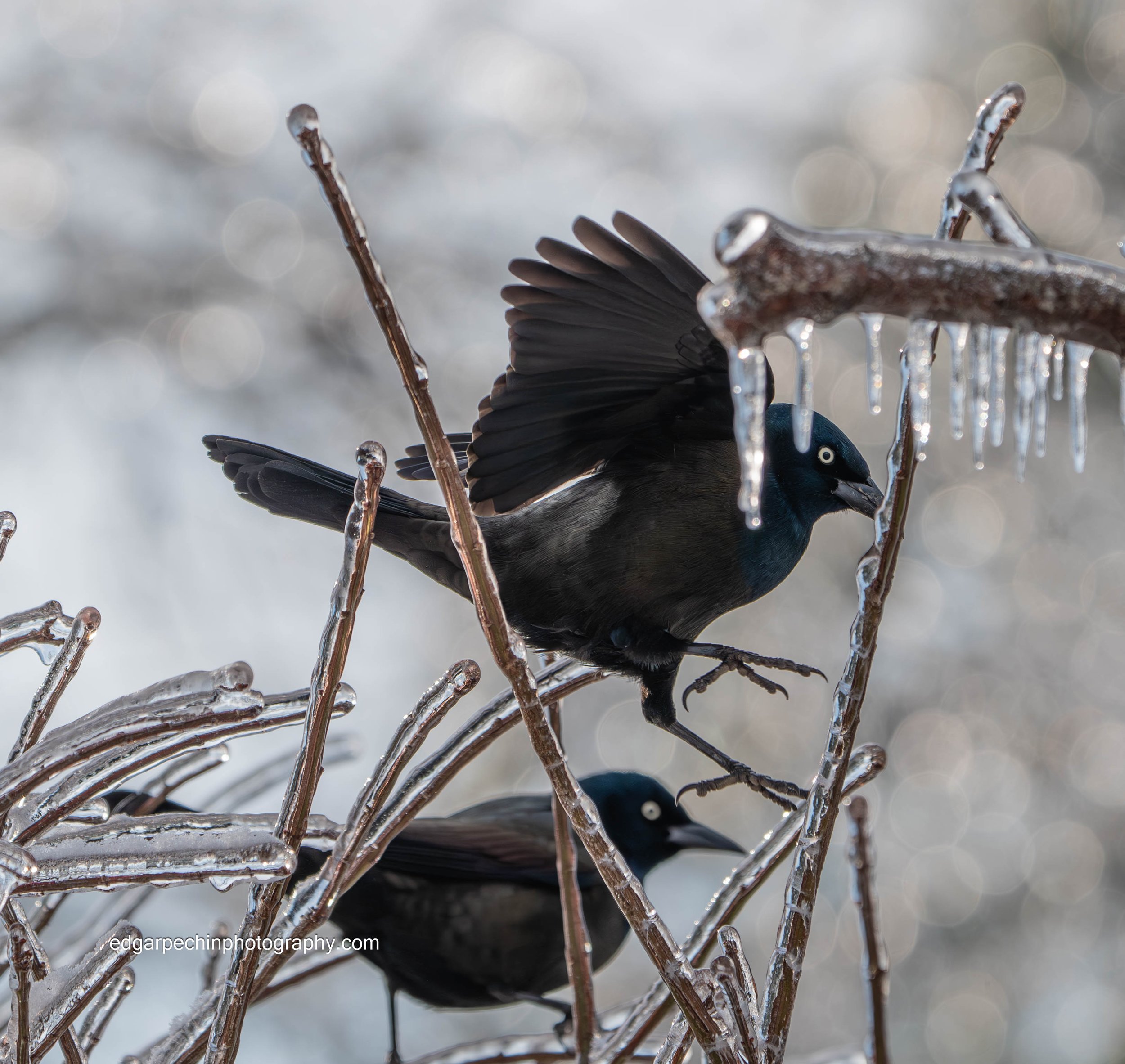 Blackbirds