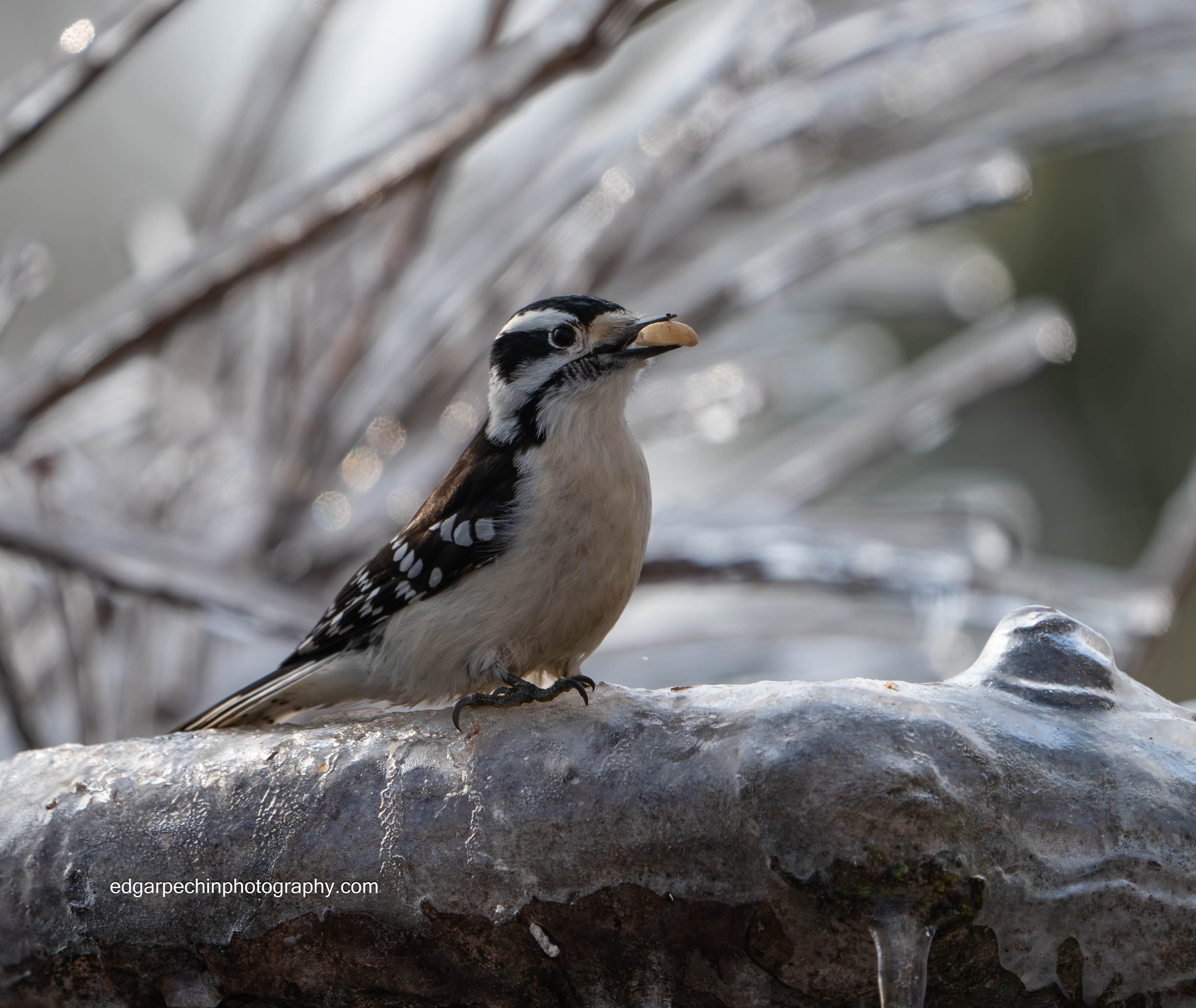 Wally the Downey Woodpecker