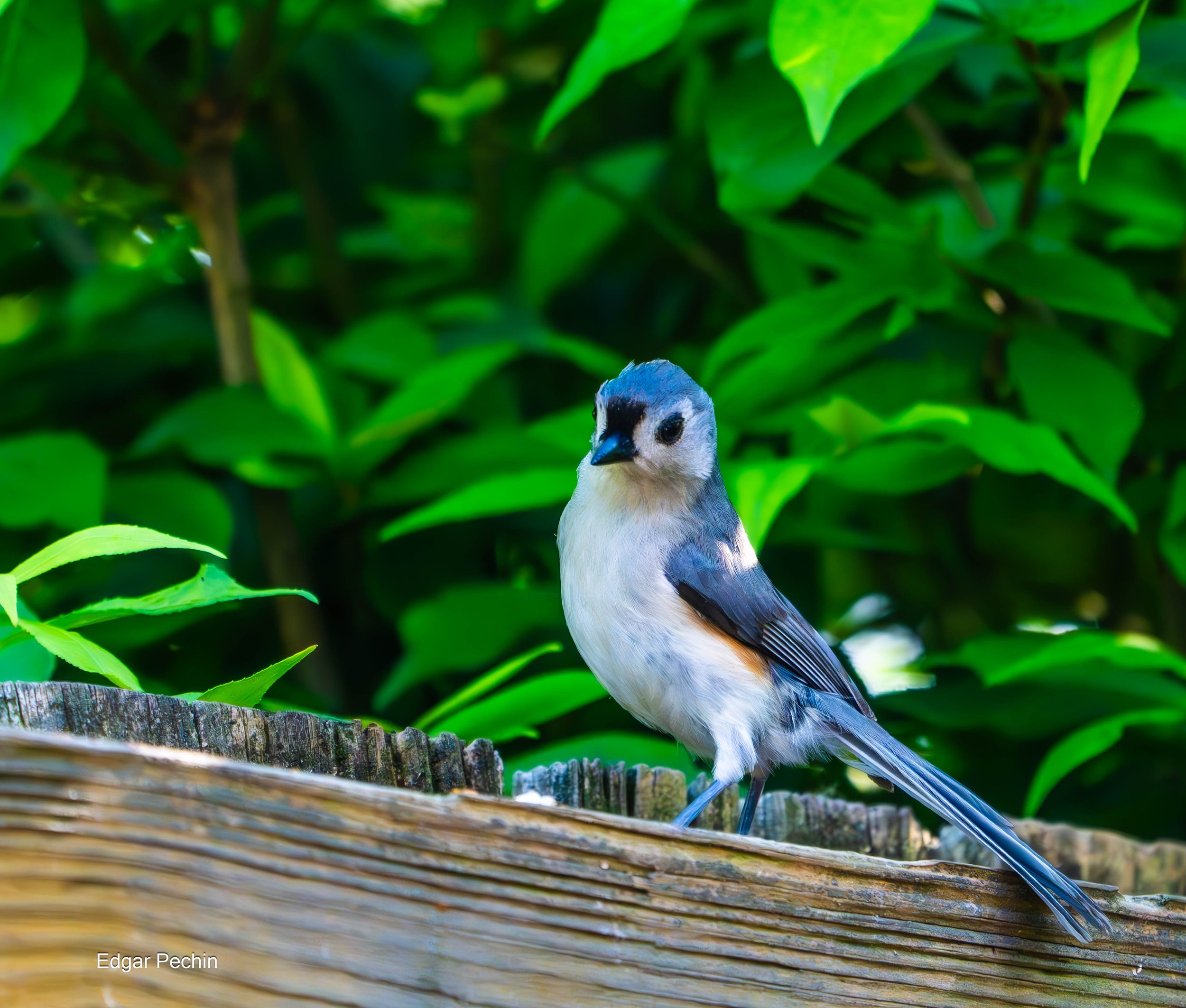 Tufted Titmouse