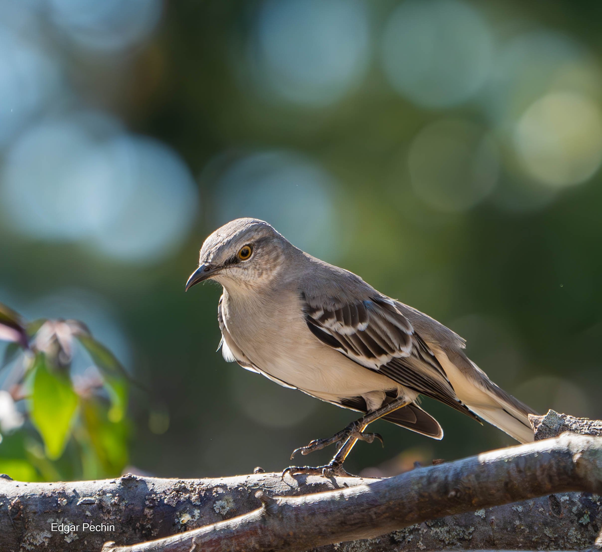 Northern Mockingbird