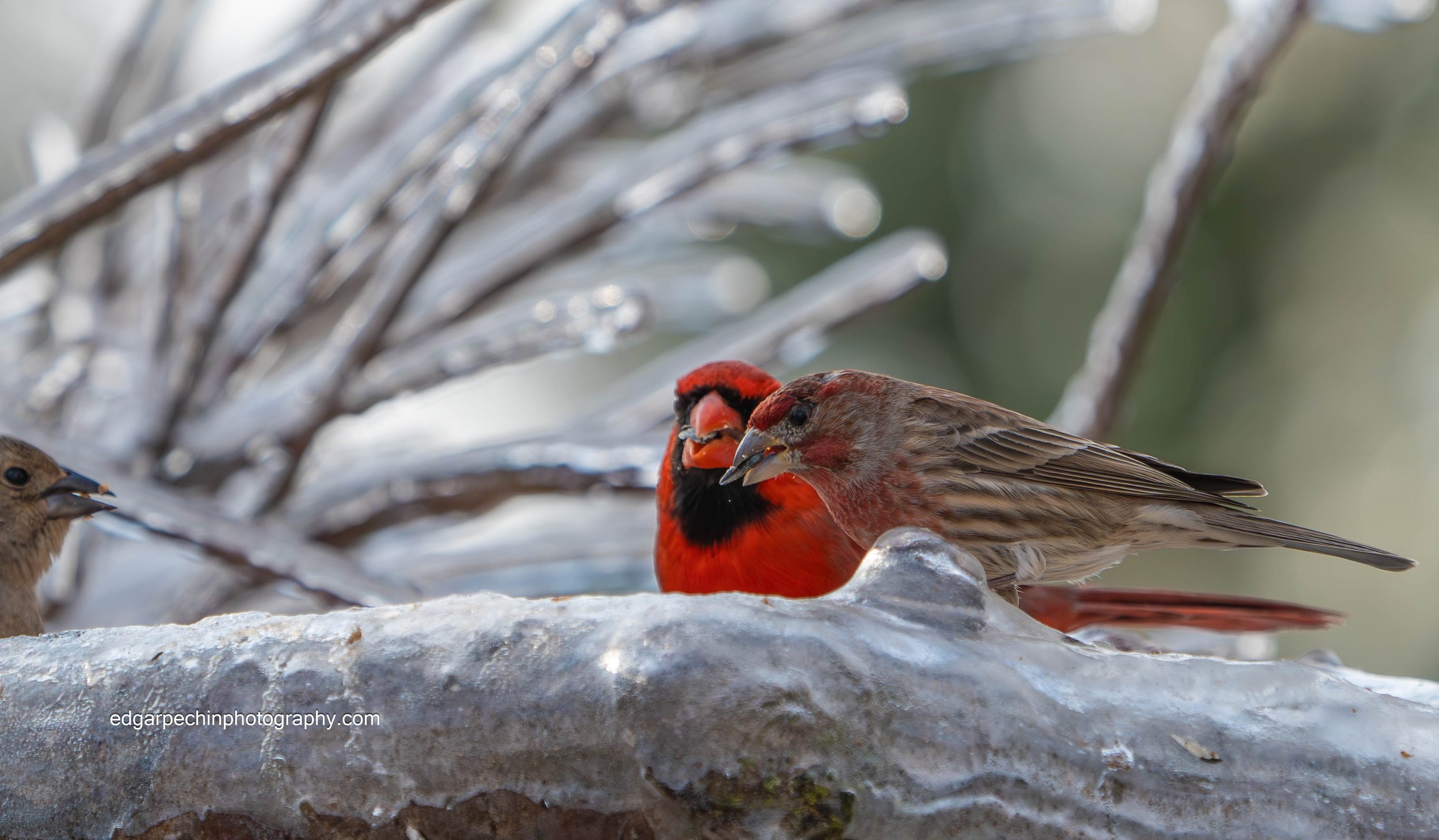 Northern Cardinal and House Finch