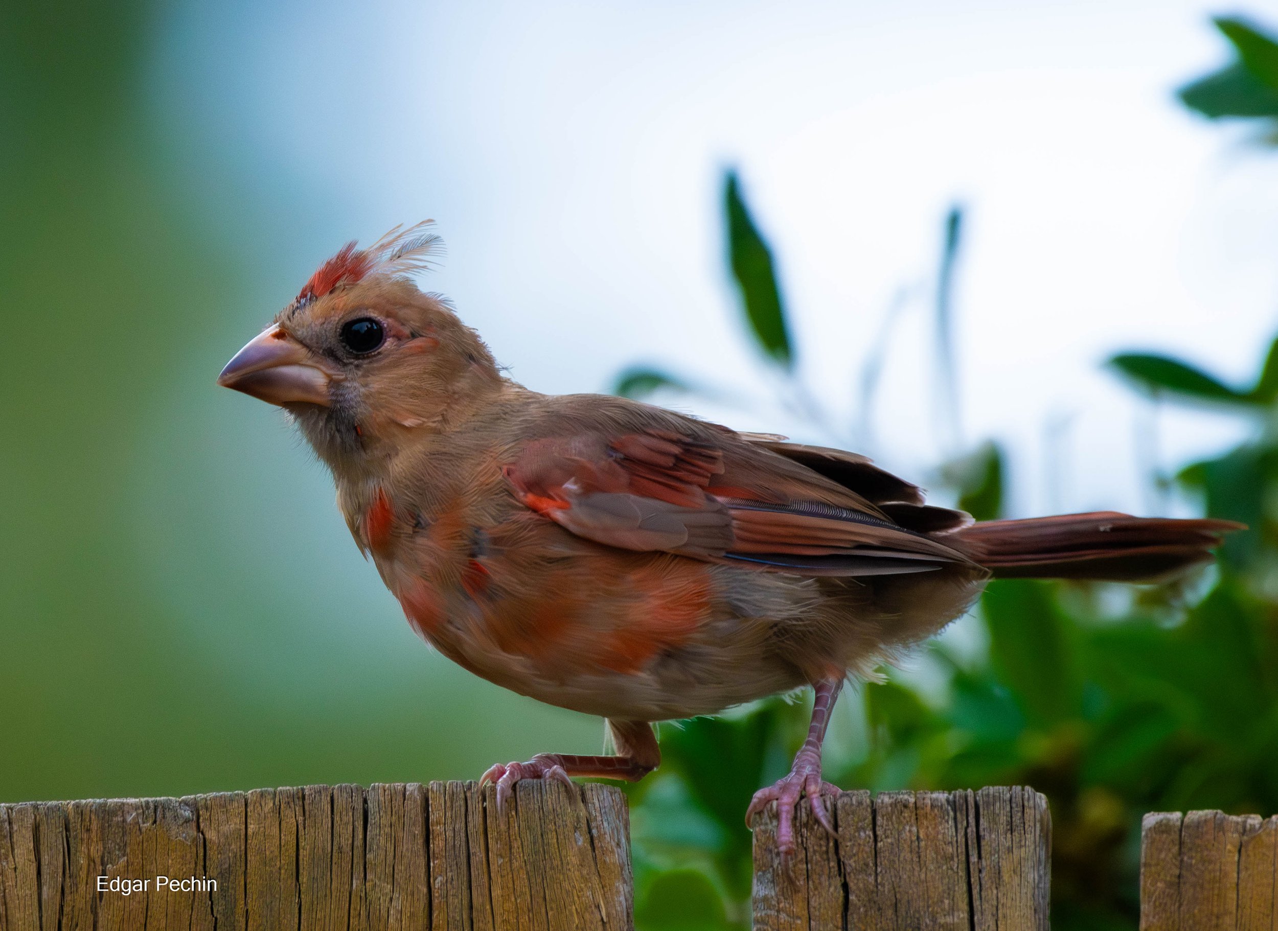Northern Cardinal - Male juvenile