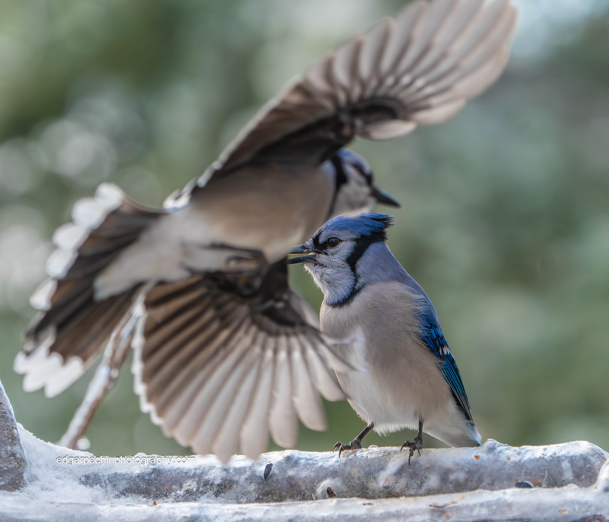 Bluejays