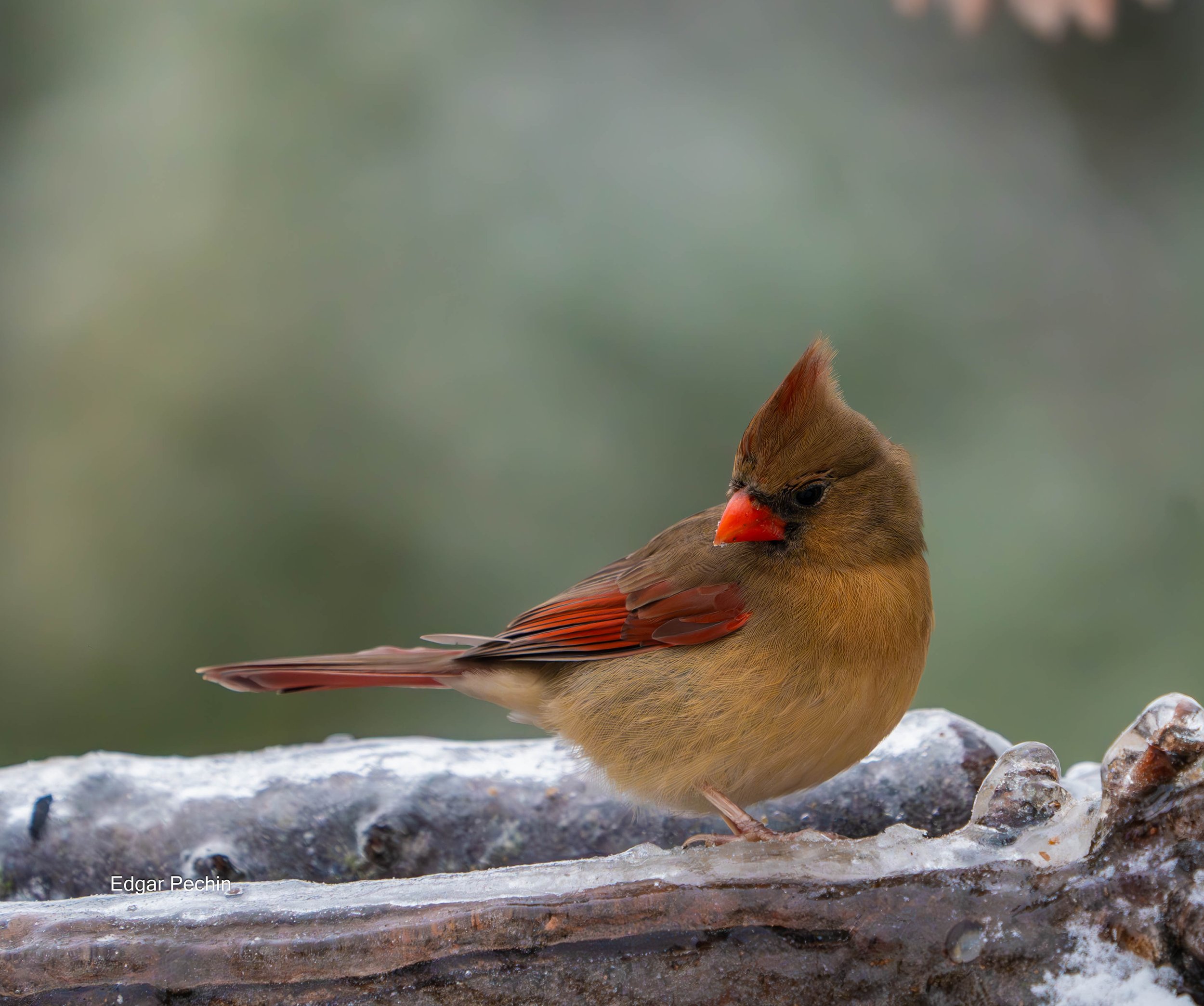 Northern Cardinal - Jessica