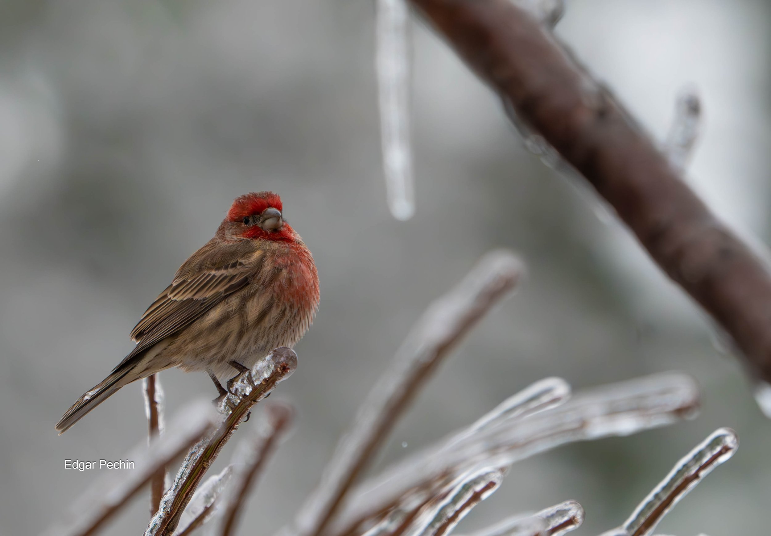 House Finch - Carl