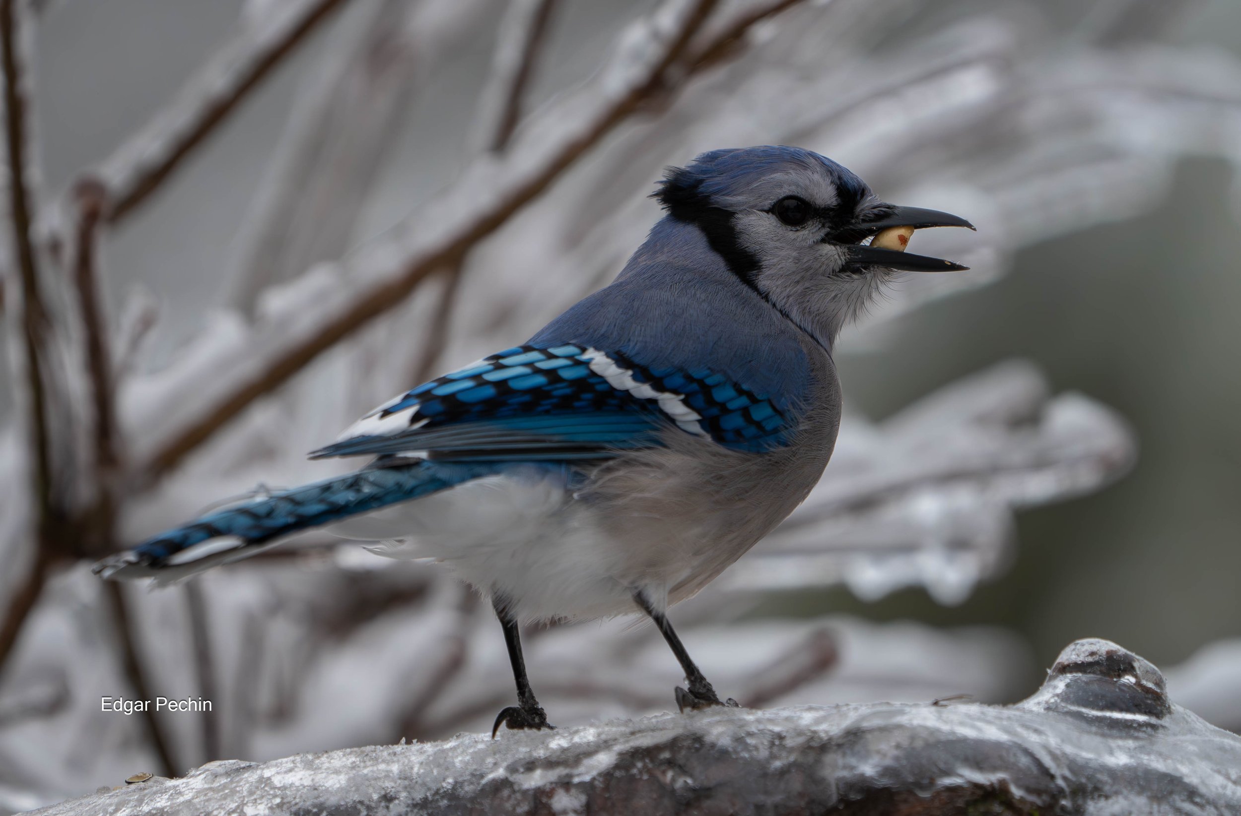 Bluejay - Mike