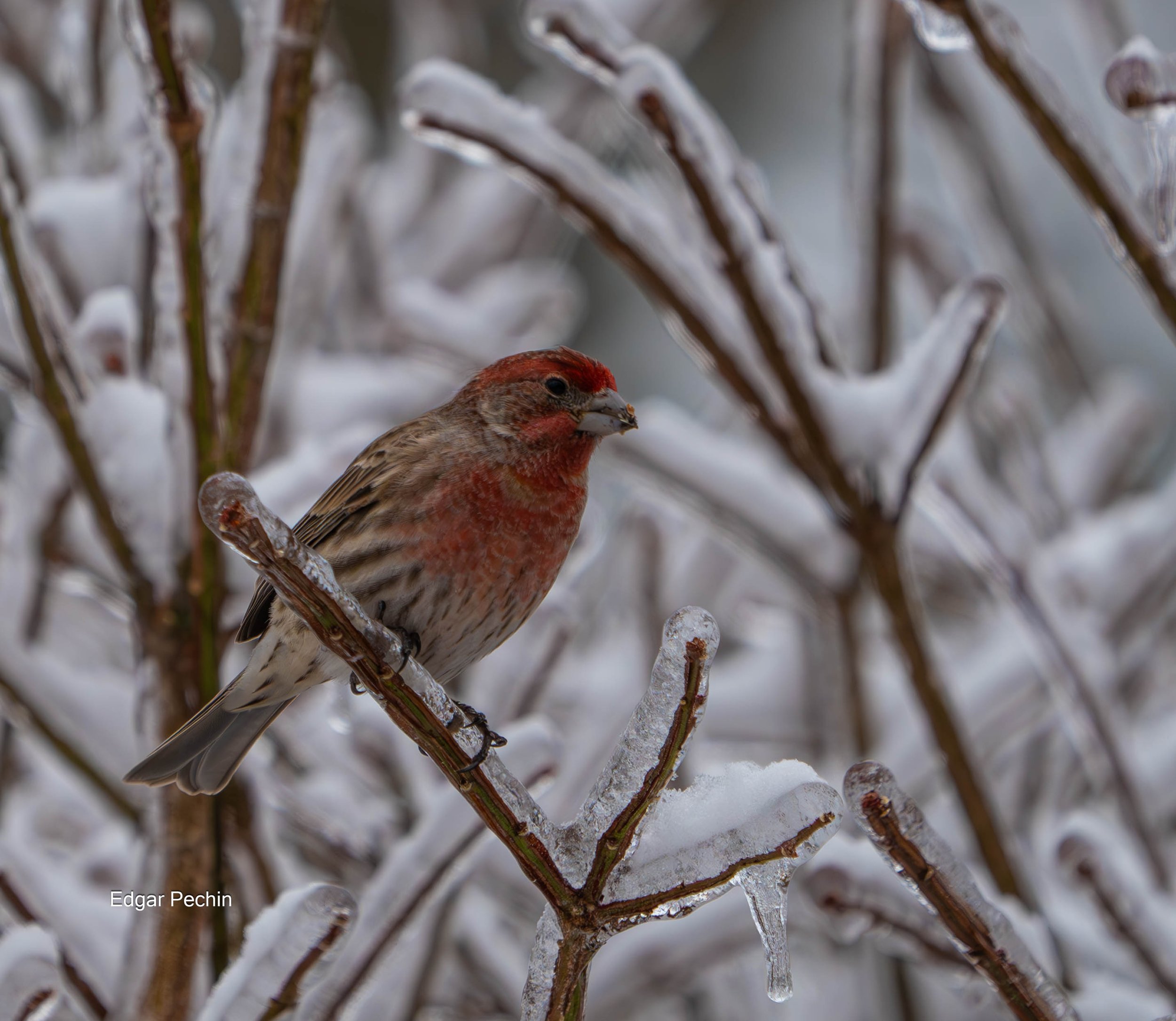 House finch - Carl