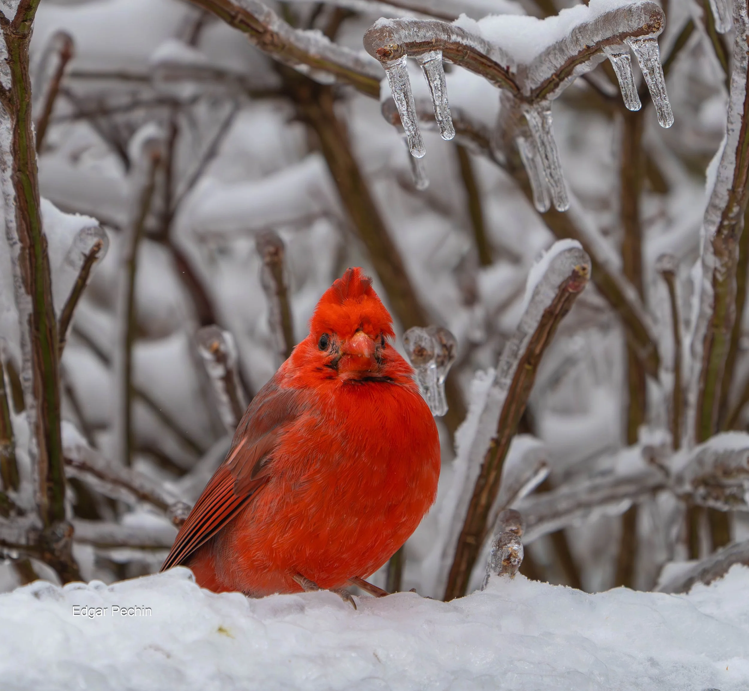 Northern Cardinal - Terry Joe