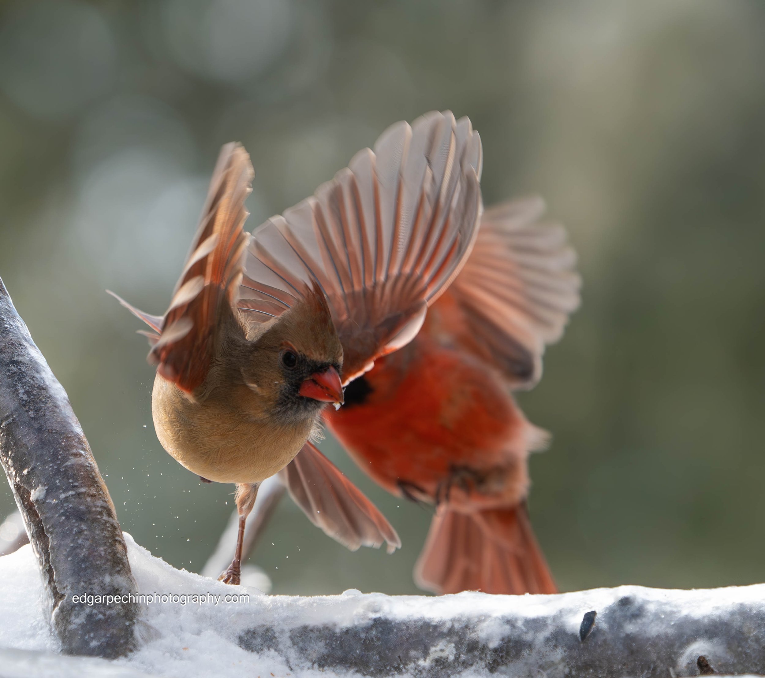 Northern Cardinal Couple