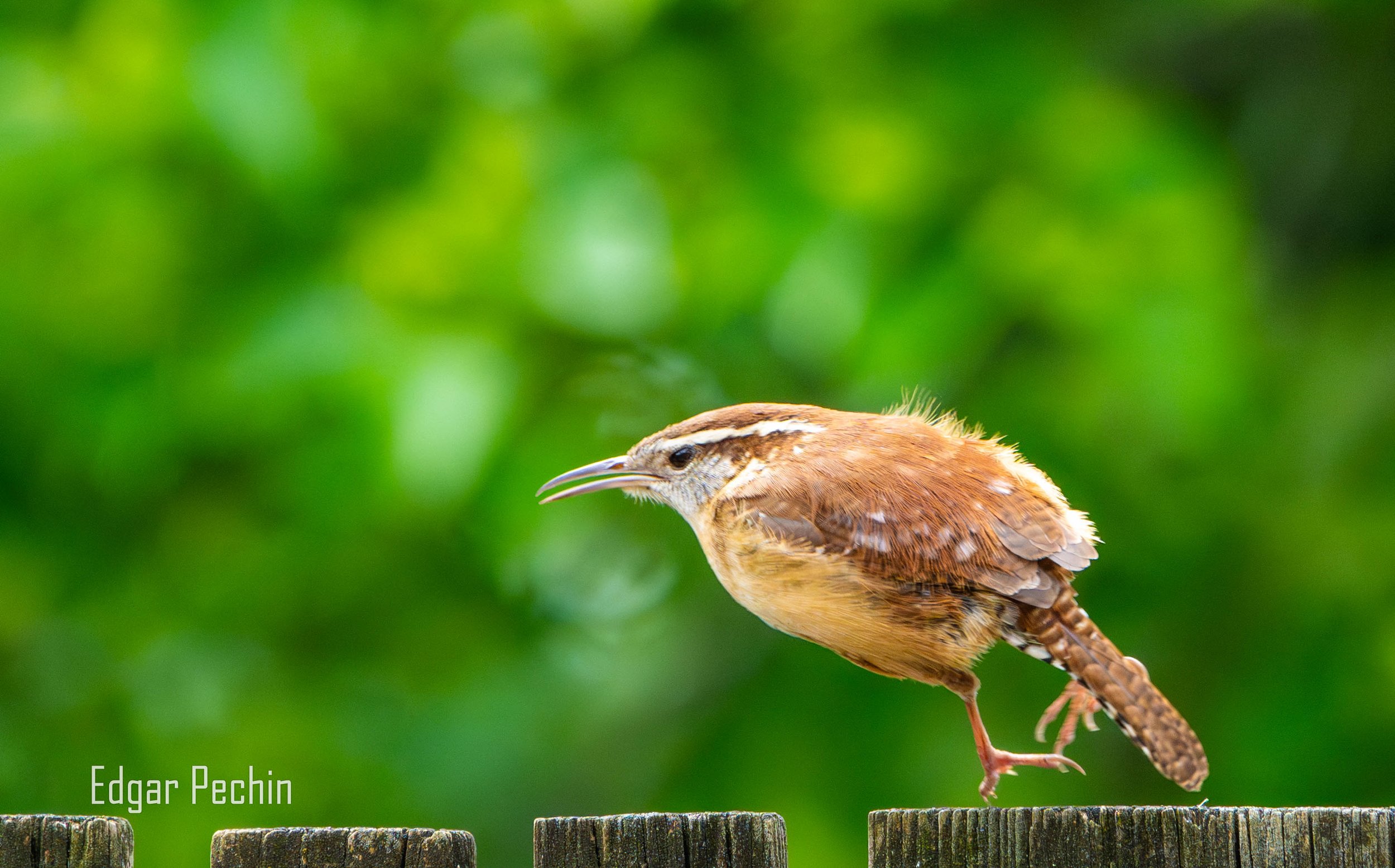 Carolina Wren