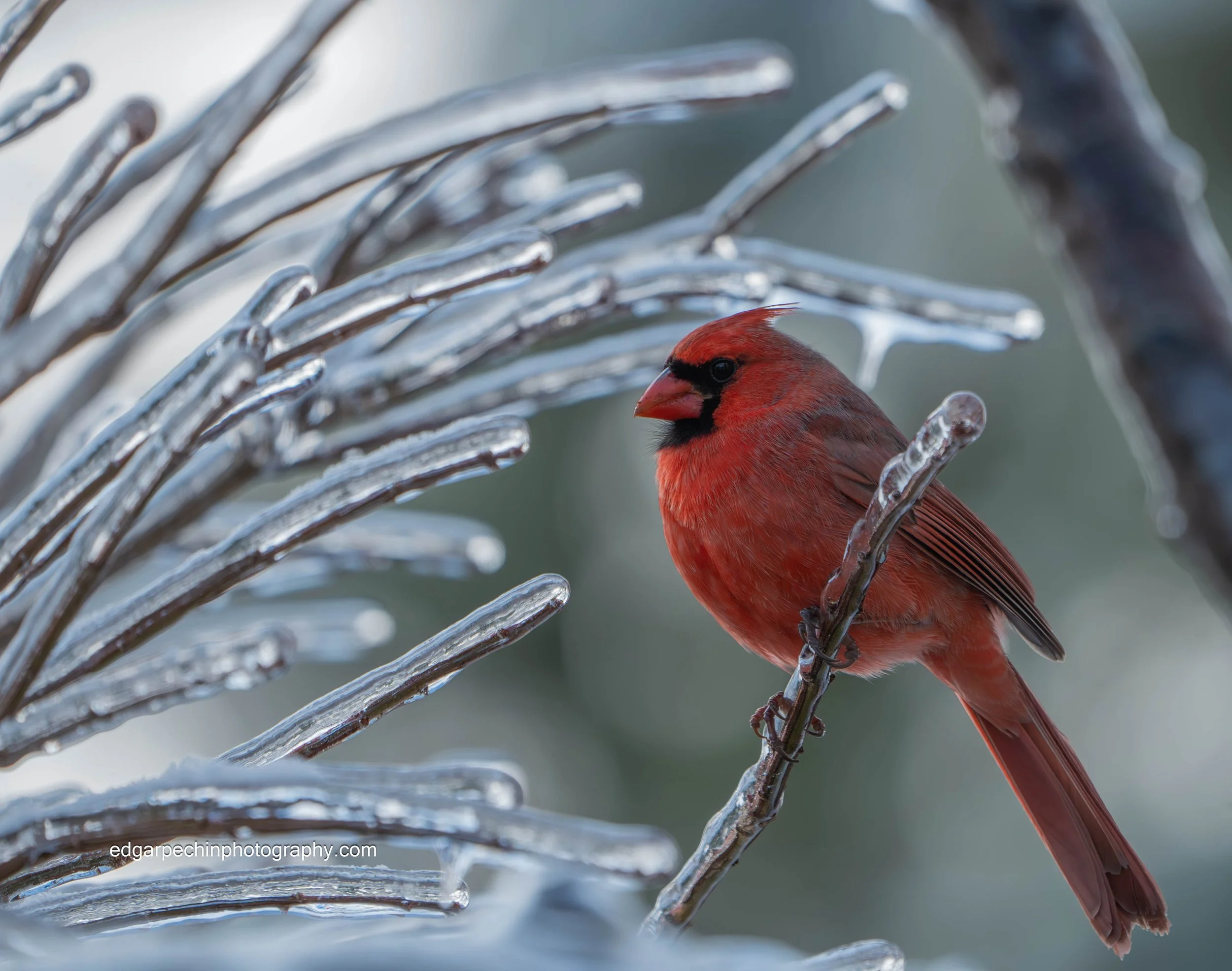 Andrew the Northern Cardinal - Male