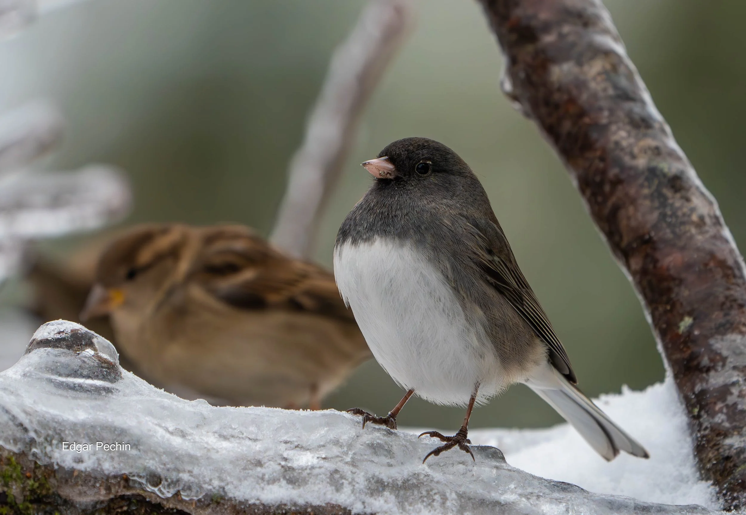 Dark-Eyed Junco and House Sparrow
