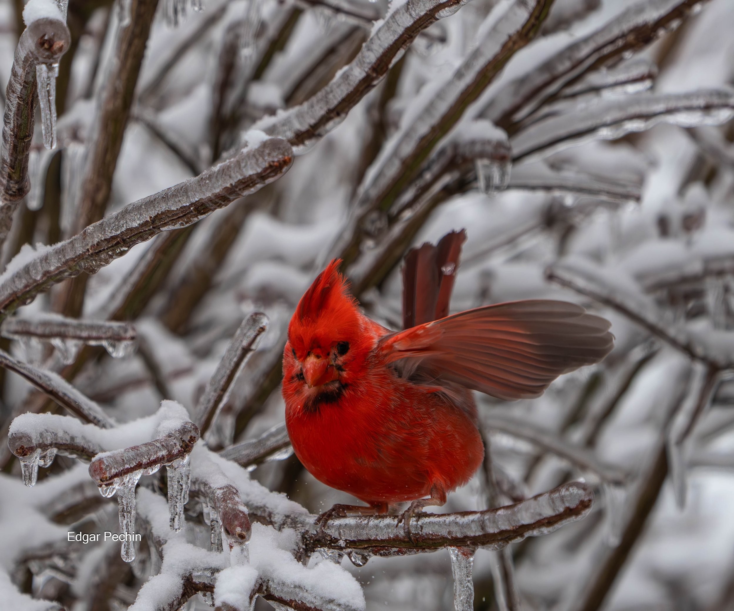 Northern Cardinal - Terry Joe