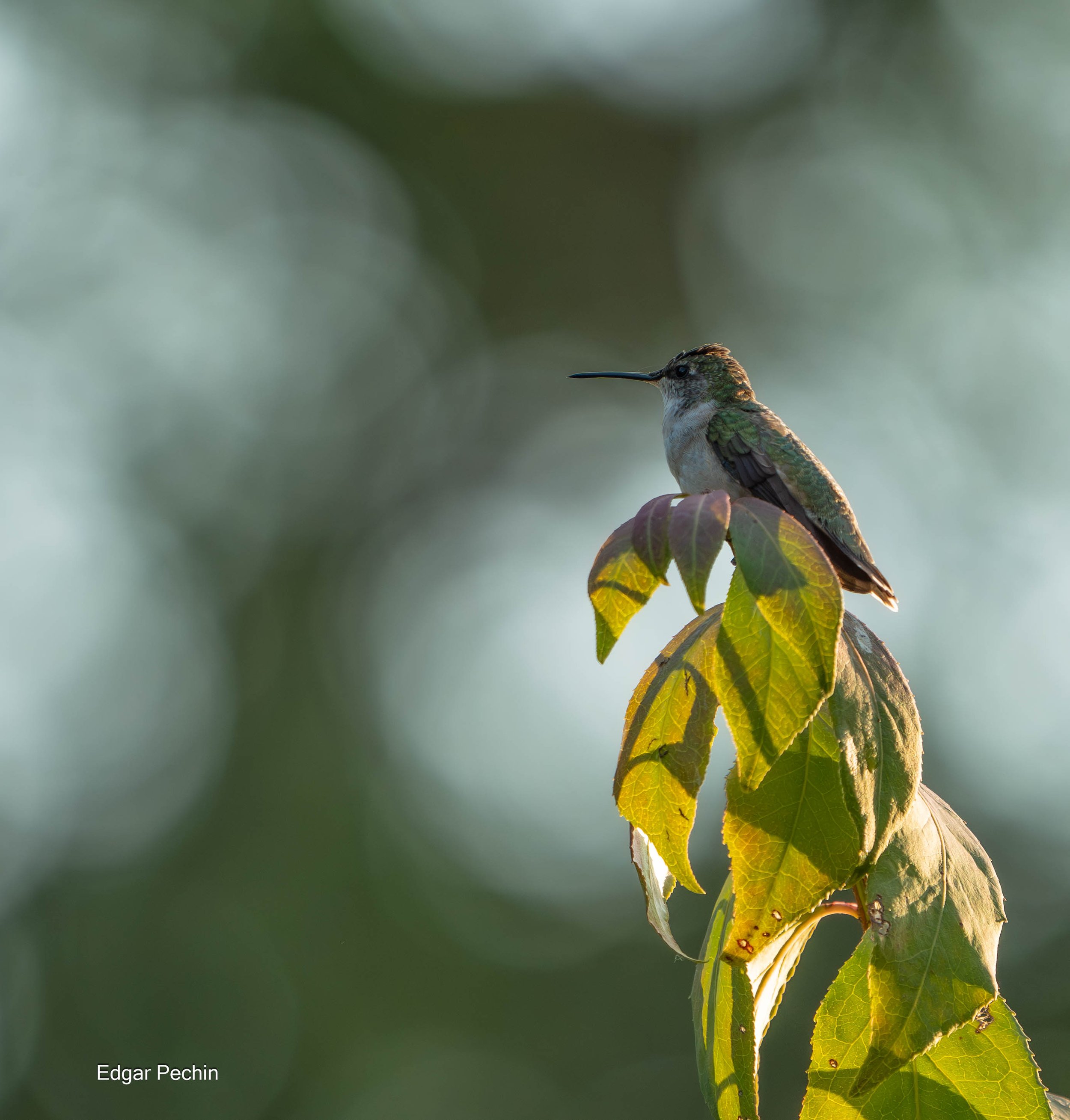 Ruby Throated Hummingbird - Female