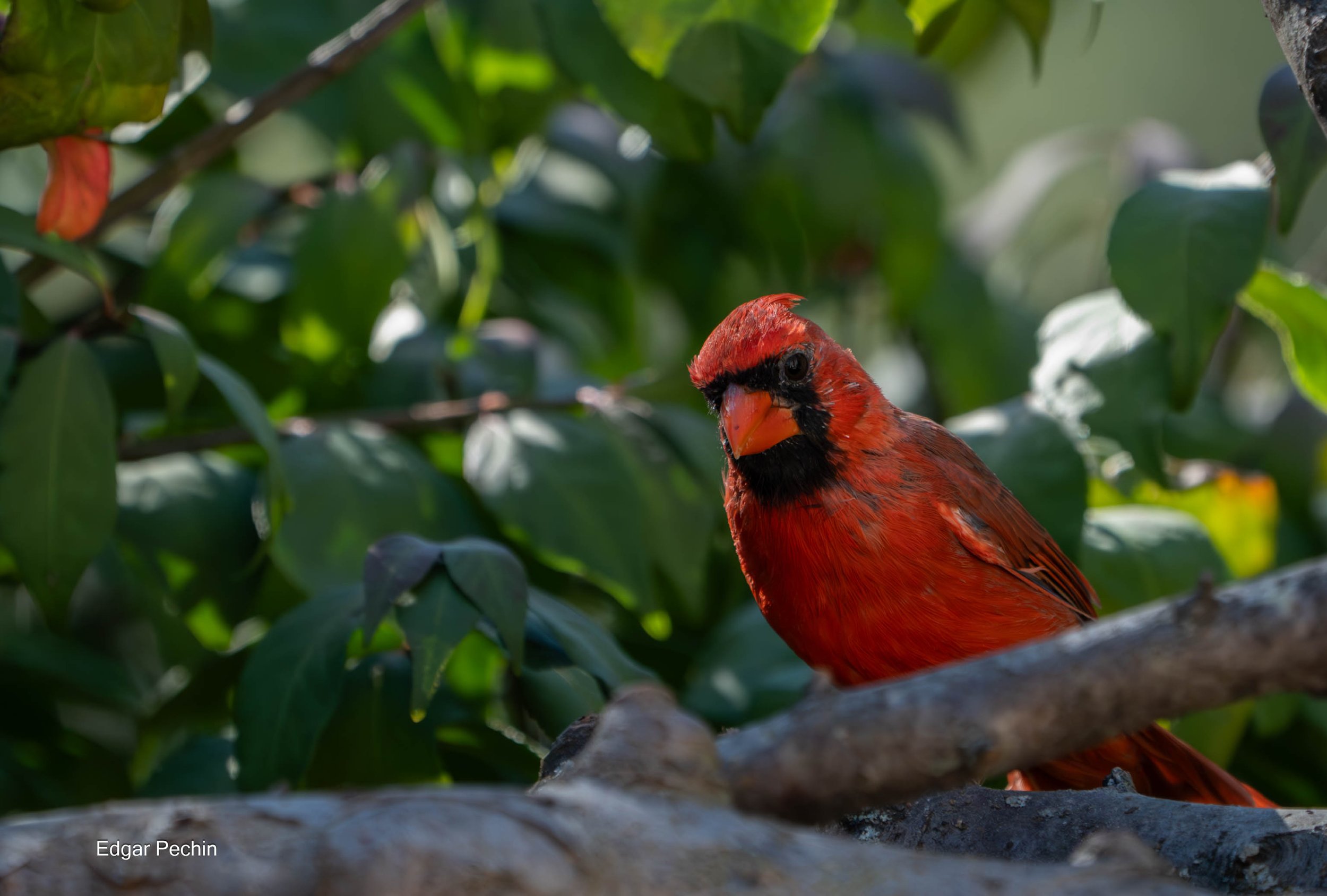 Northern Cardinal Male - Uncle Oliver
