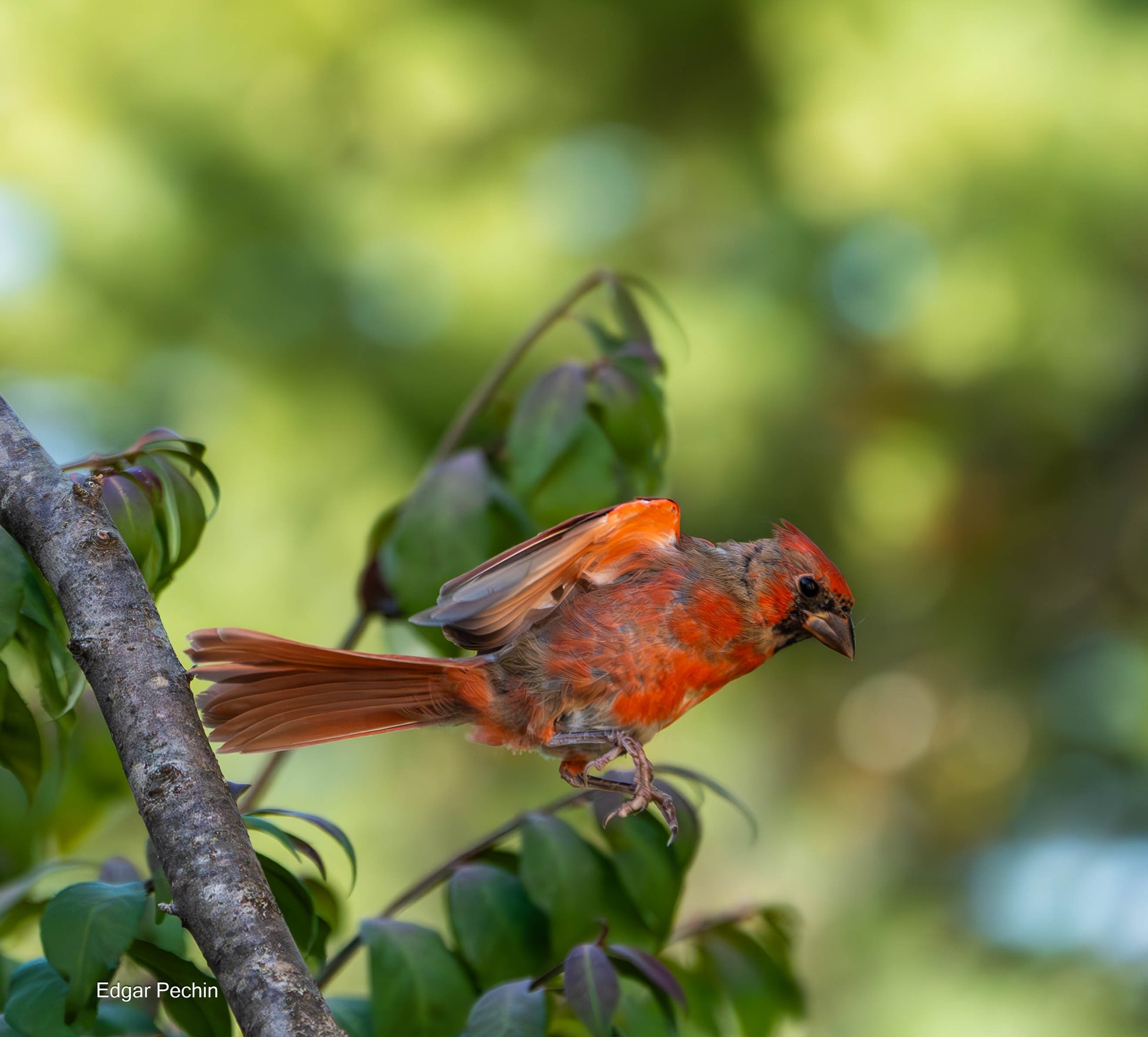 Northern Cardinal - Male Juvenile