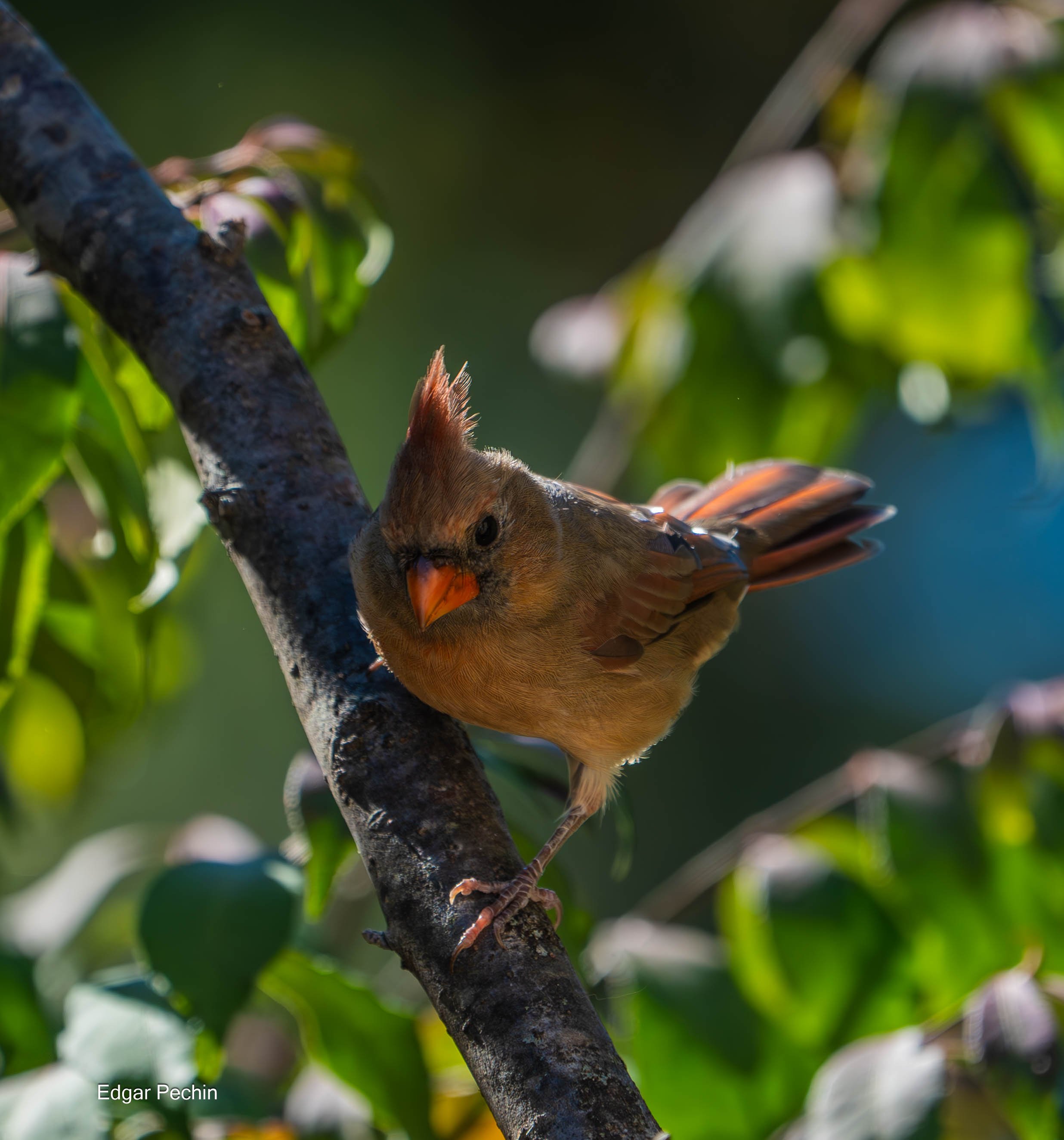 Northern Cardinal - Female