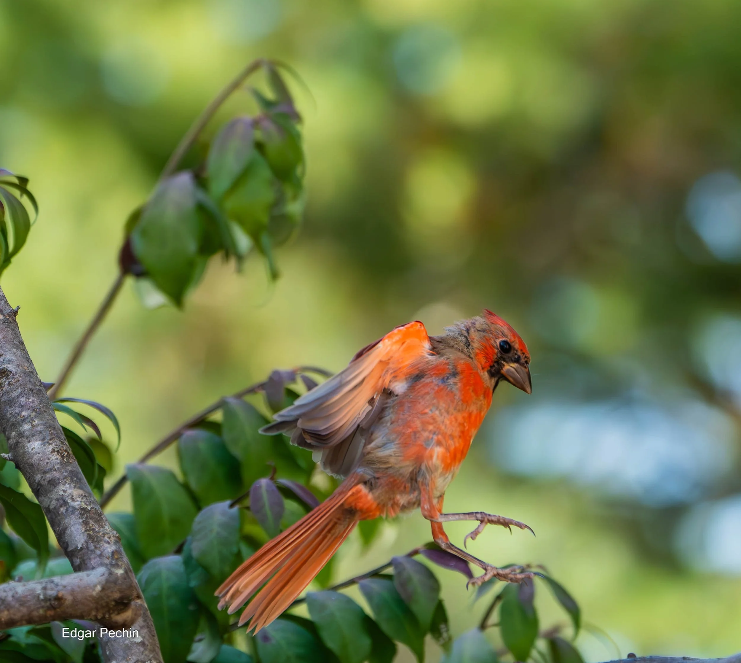 Northern Cardinal - Male Juvenile