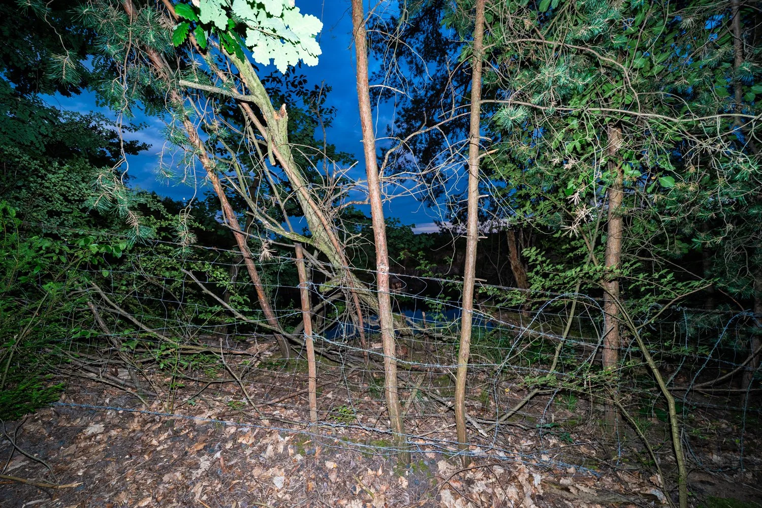 IMG05017sm.jpg