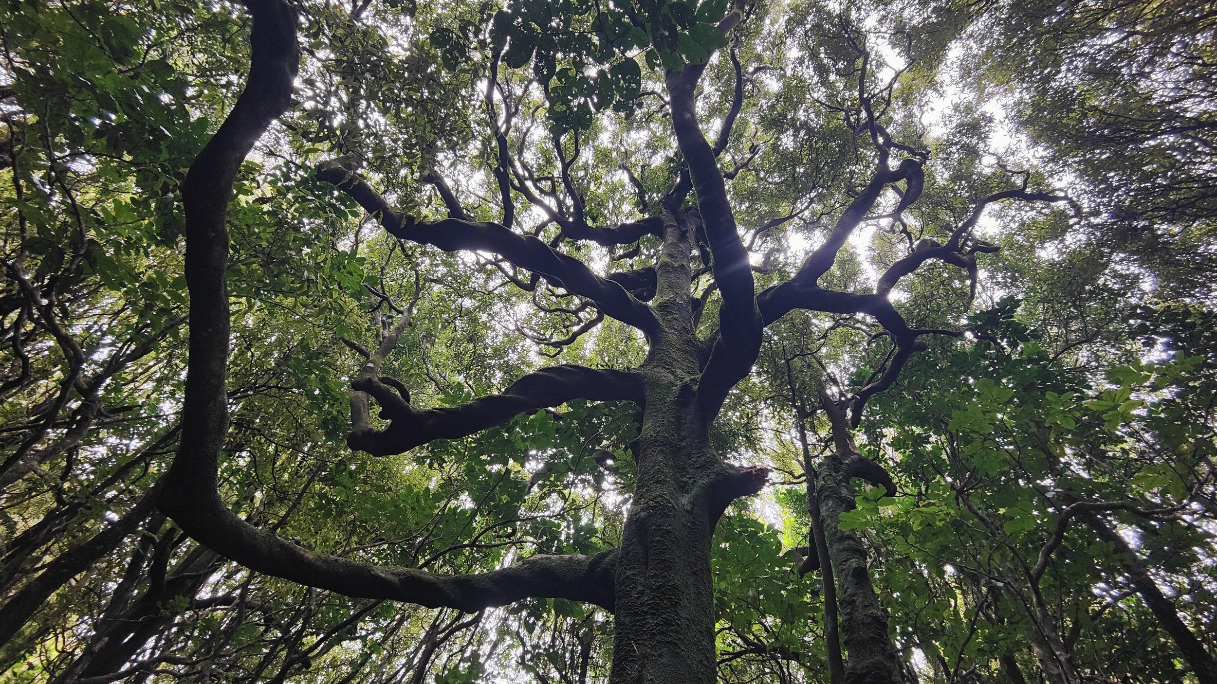 Reforest.jpg