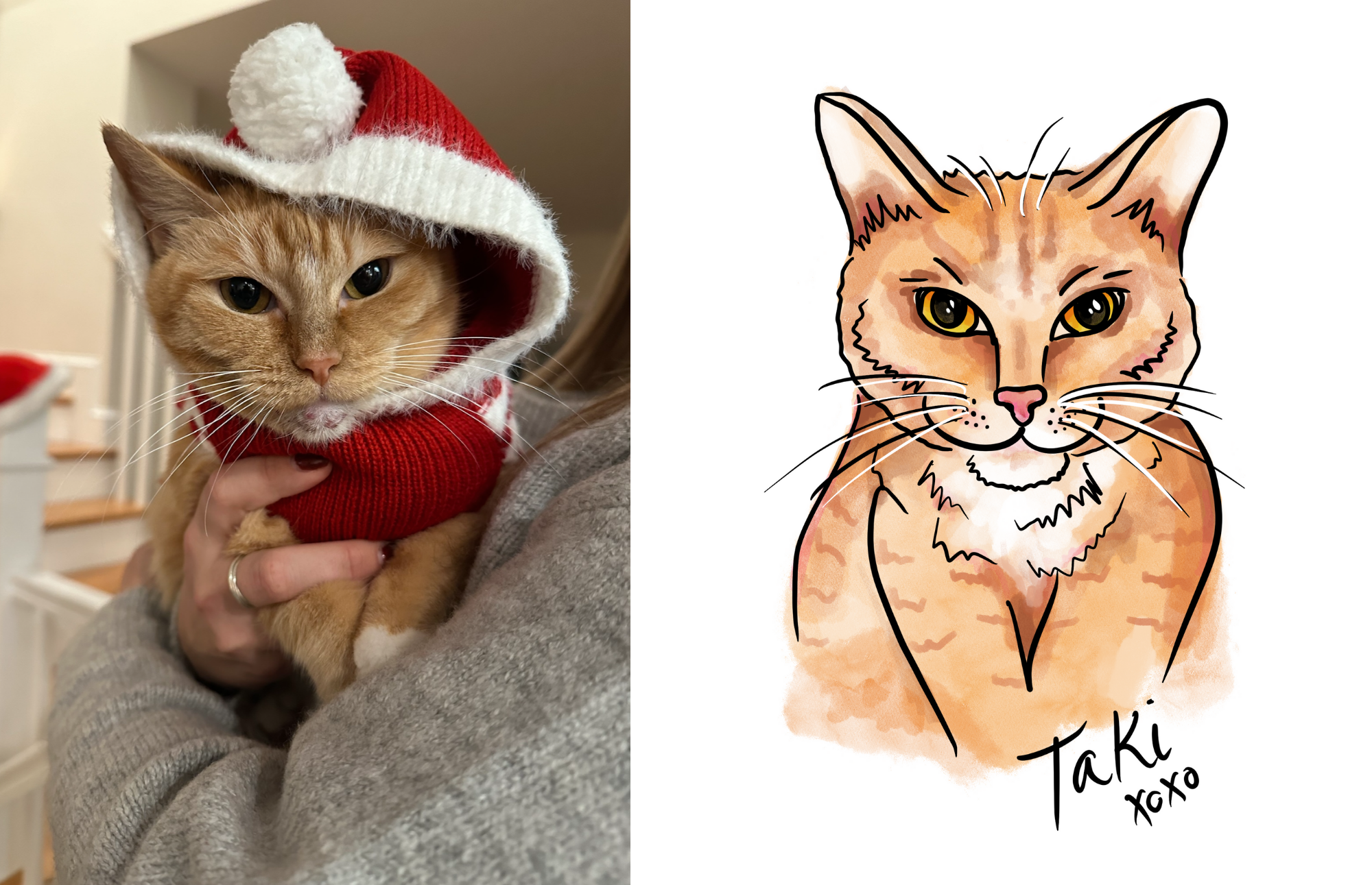 orange cat in an illustration painting style