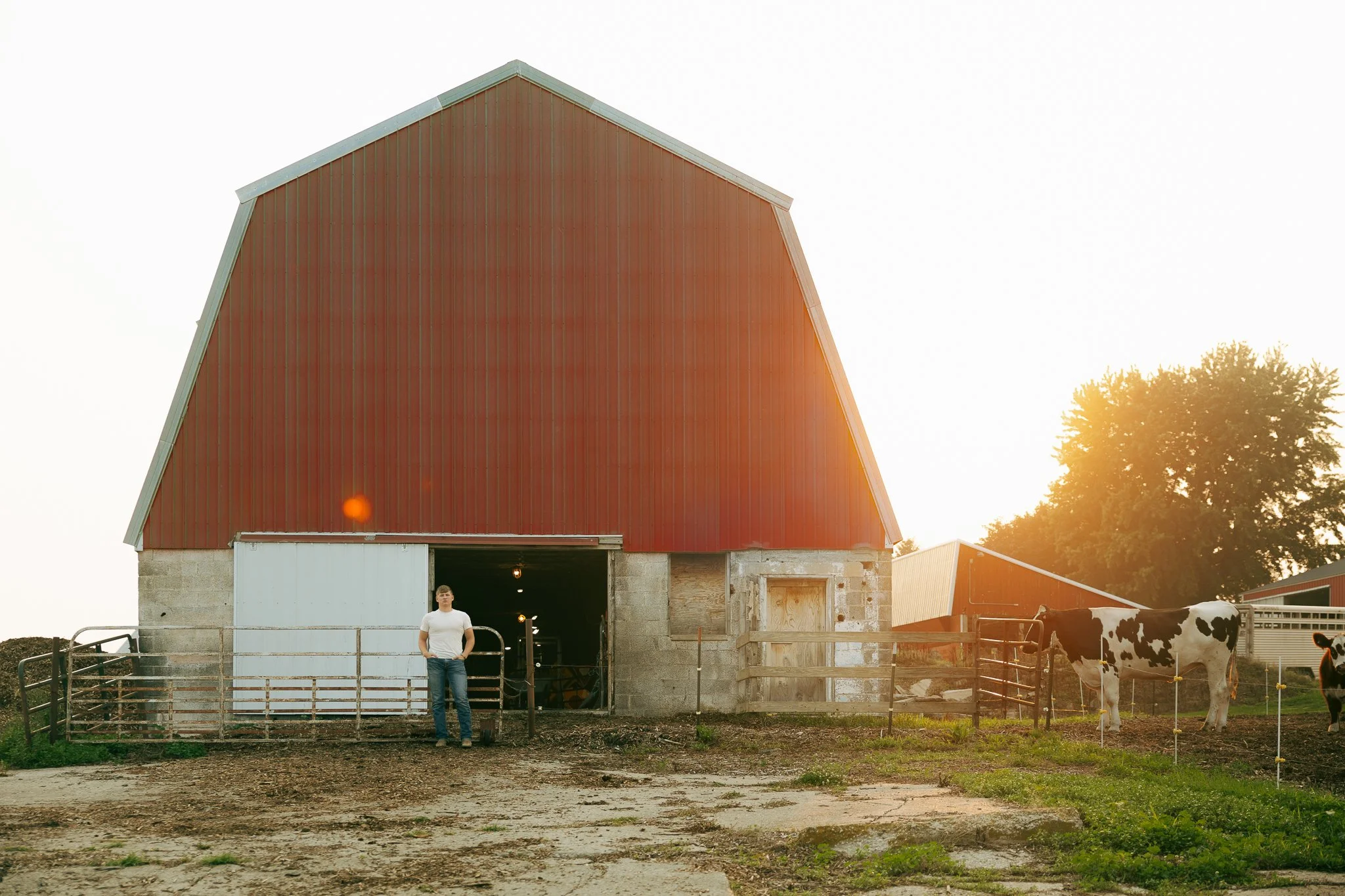 A man standing in front of a barn with a cow nearby, farm scenery during sunset, with trees in the background.