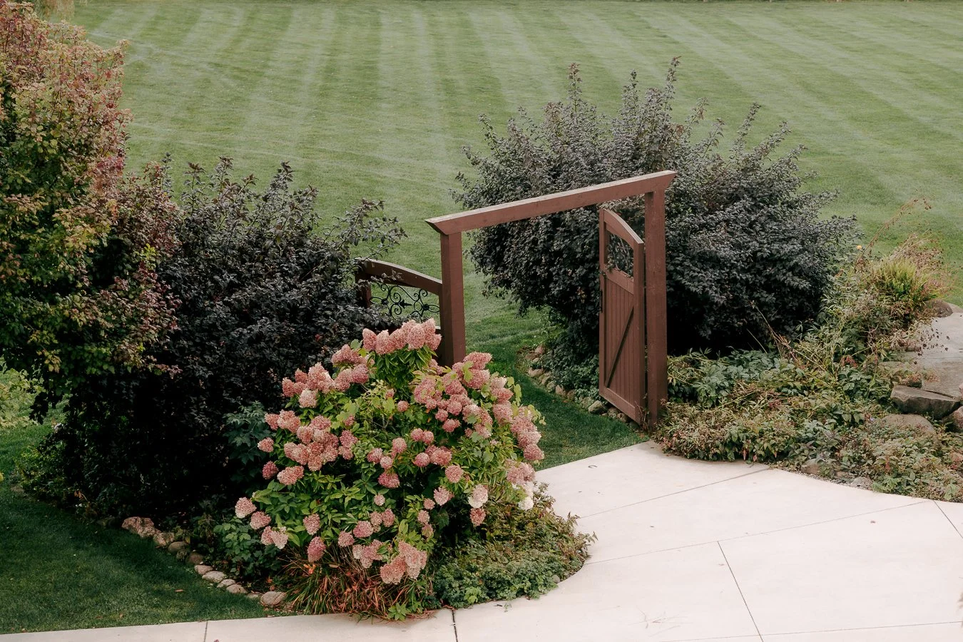 A garden with pink hydrangeas, bushes, and a small wooden gate leading to a green lawn.