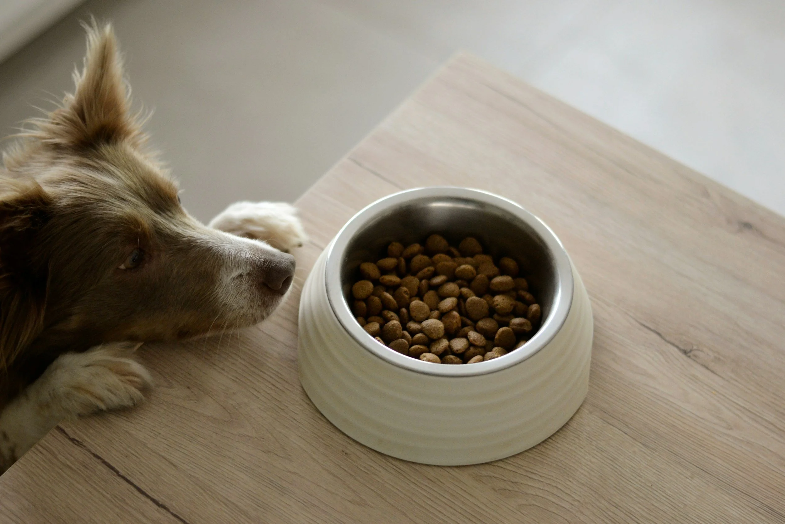 A brown and white dog eagerly looks at a bowl filled with kibble on a wooden table, conveying anticipation.