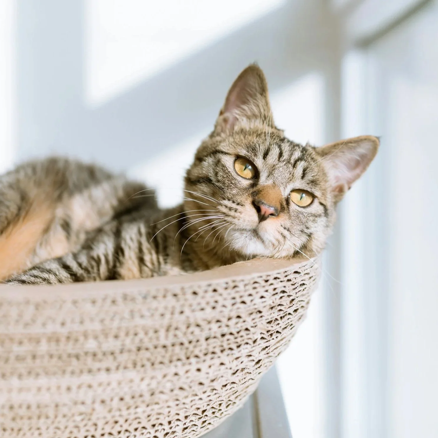 A tabby cat with striking yellow eyes lounges in a sunlit woven basket, exuding a relaxed and content vibe, with soft daylight filtering through nearby windows.