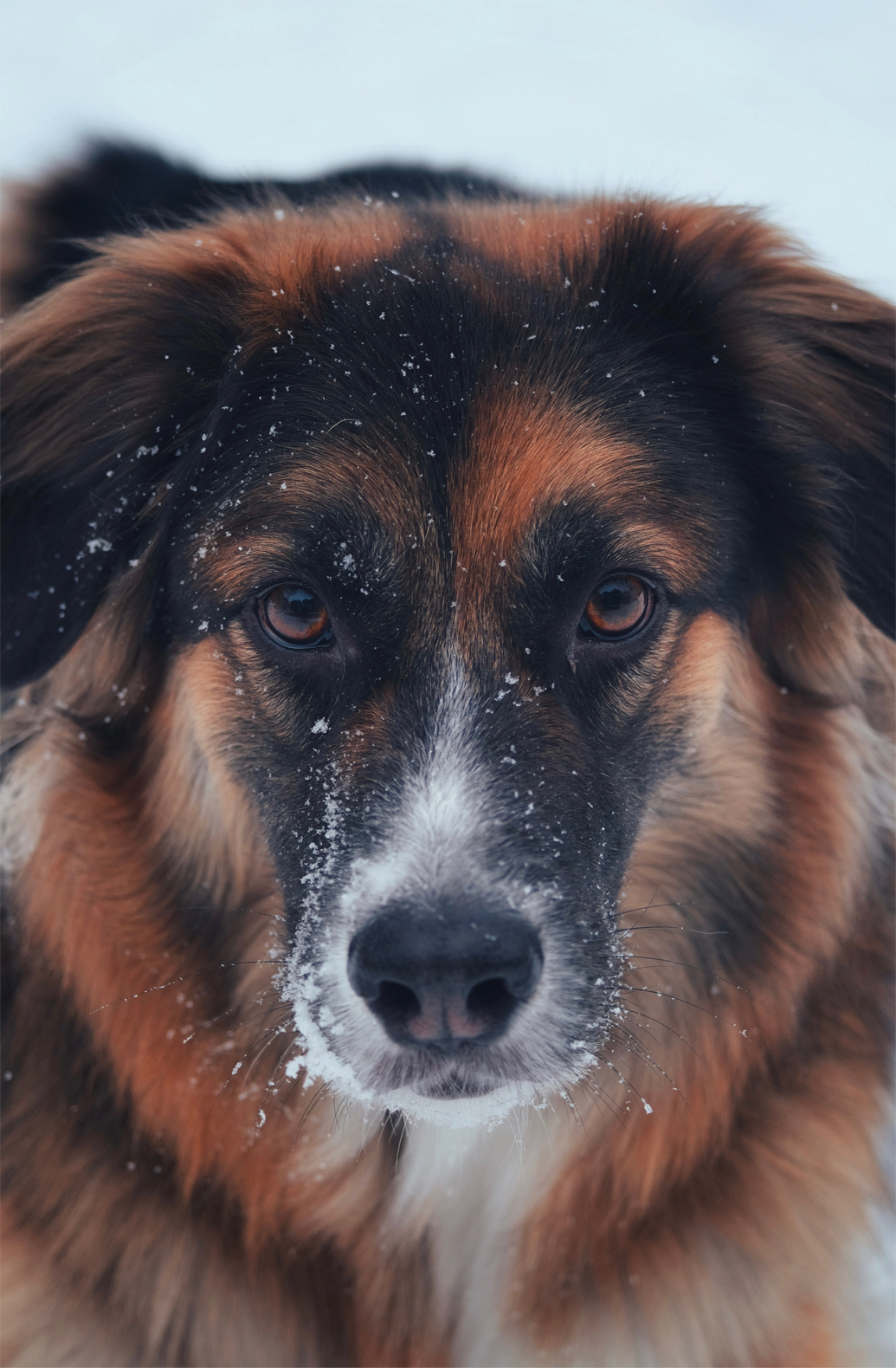 Dr. Rebecca Burke's dog Watson enjoying a Vancouver Snow Day.