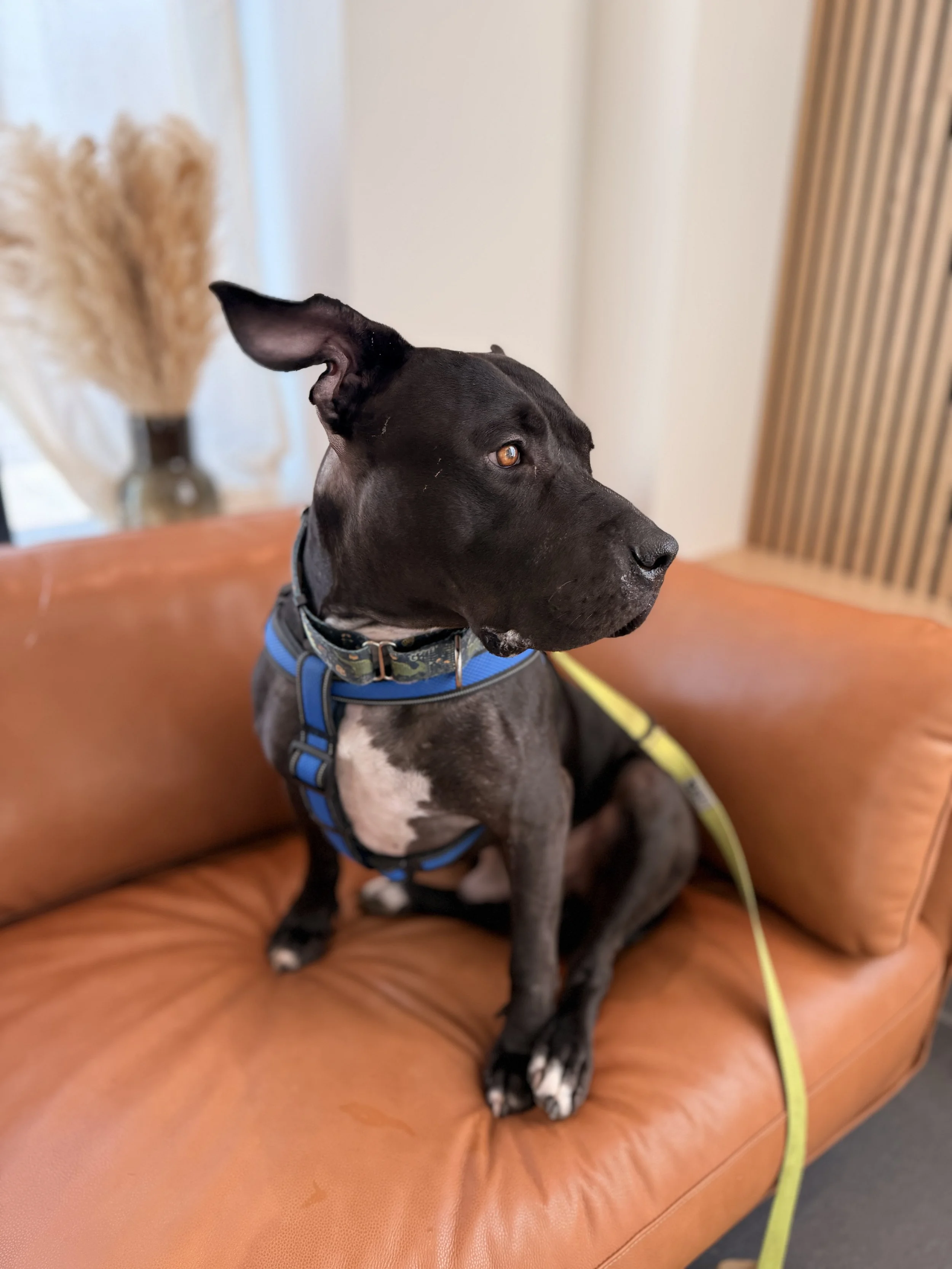 A beautiful pitbull type dog sits on an orange couch in the Woodland Vet Clinic.