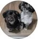 Two small dogs sitting on a wooden floor, looking up.