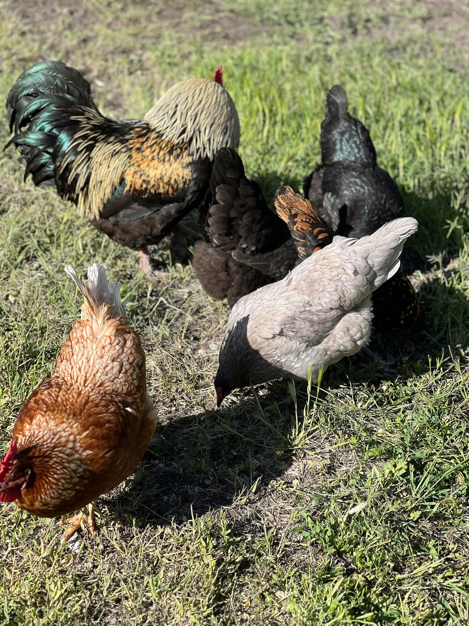 Chickens.jpeg