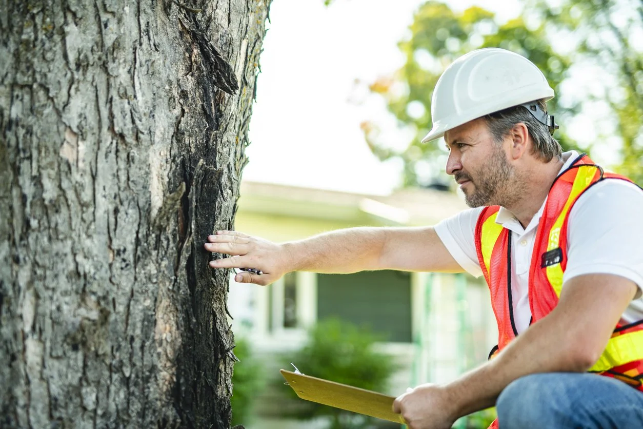A man inspecting a tree to help a client understand the budget for their project