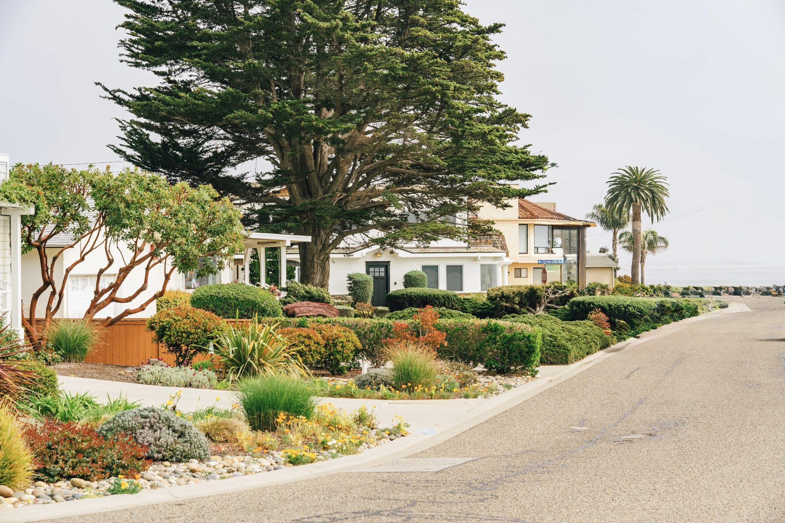 Tree Trimming vs. Tree Pruning: What’s the Difference?