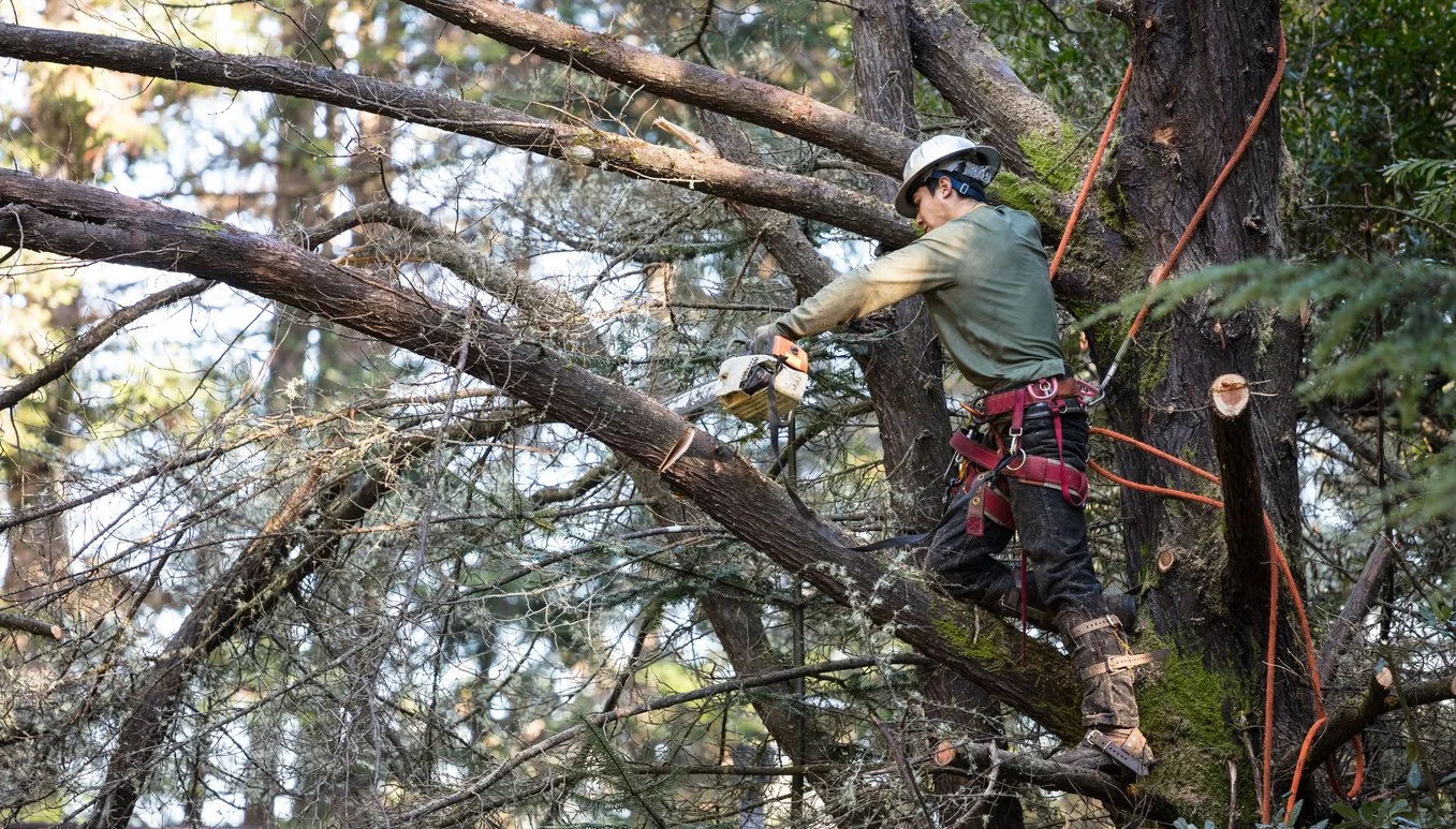 DIY Tree Work vs. Hiring a Professional – Pros, Cons, and Risks of DIY Tree Removal or Trimming in Santa Cruz