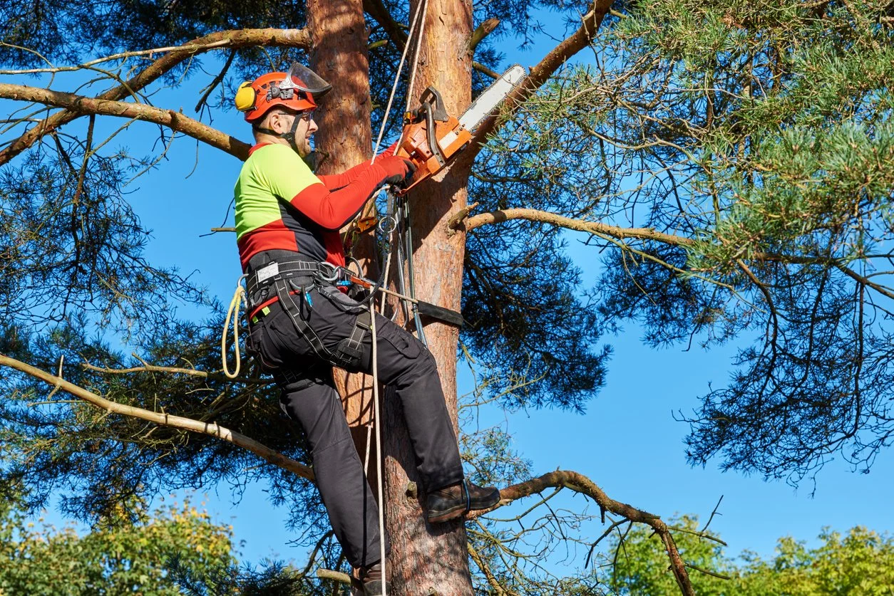 A man trimming a tree with a chainsaw