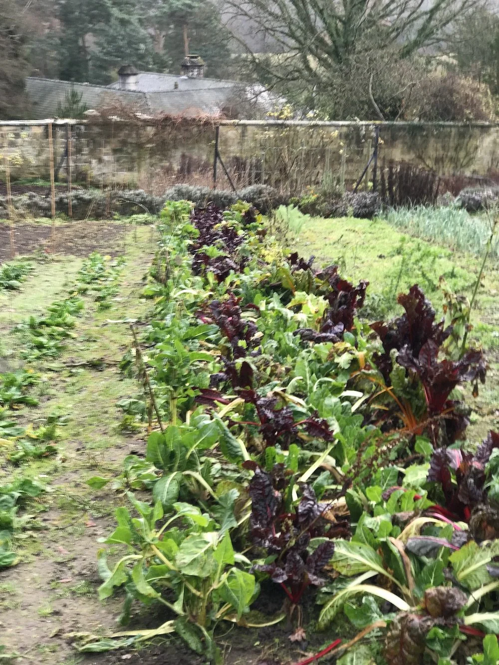 Organic vegetable garden in the UK.