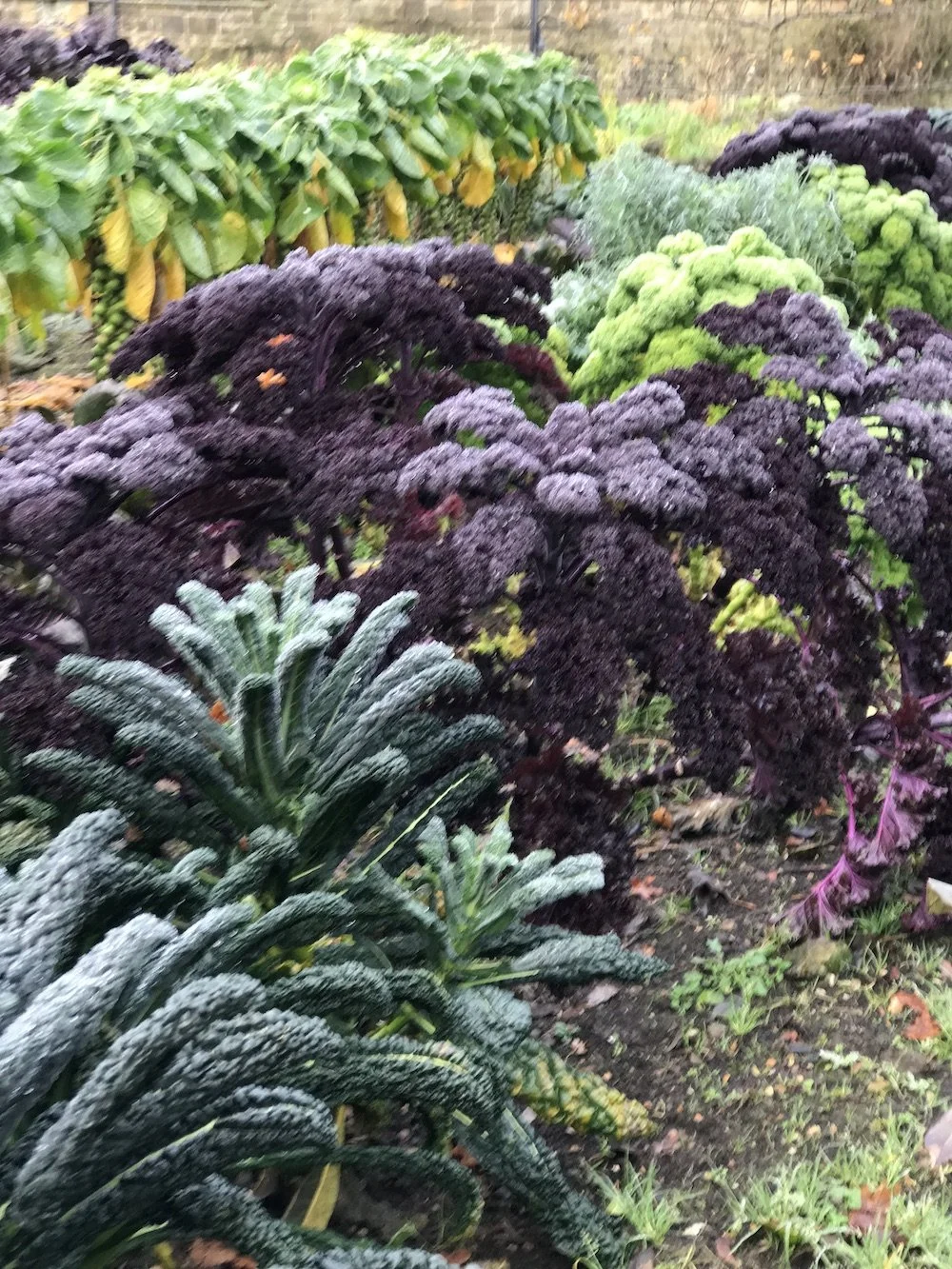 Close-up of kale in a UK garden.