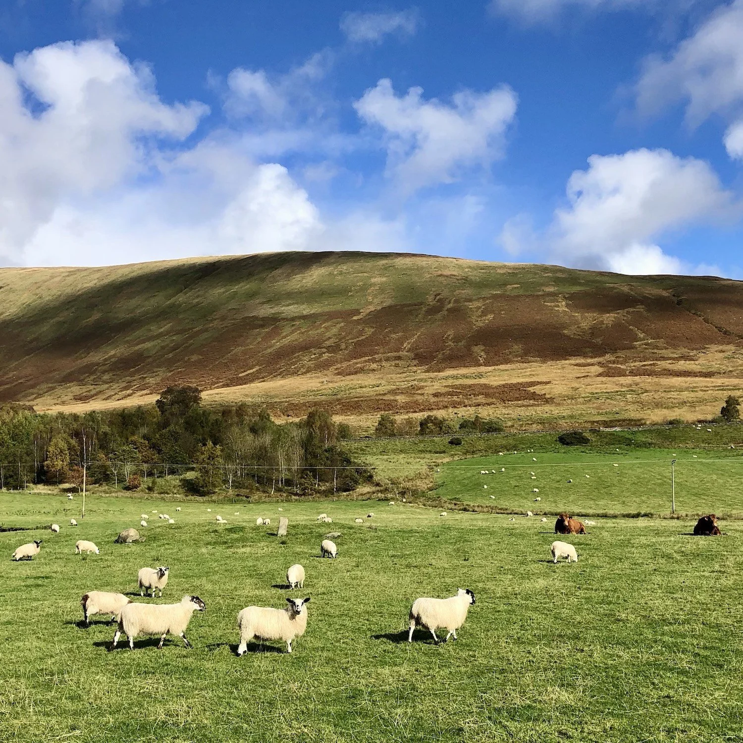 A flock of sheep graze on a lush green field under a clear blue sky, with rolling hills in the background in the UK countryside. Scenes like this highlight rural escapes that are growing in popularity as part of UK travel trends.