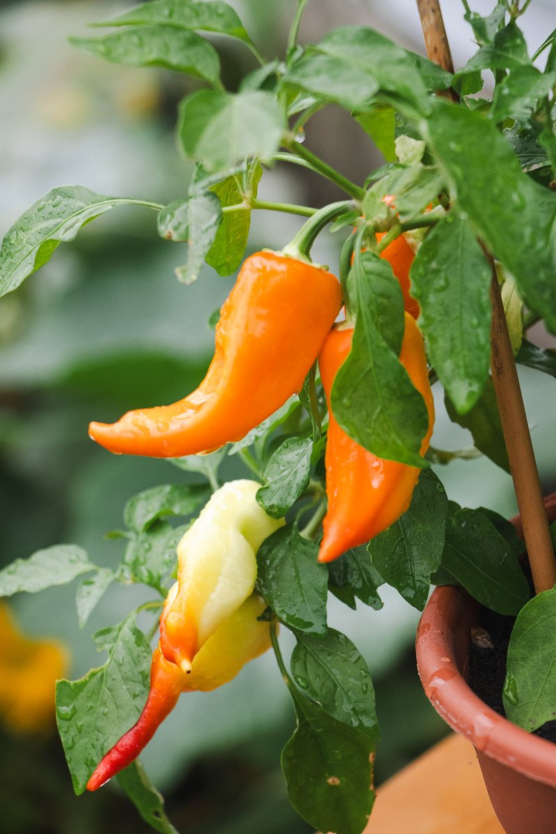 Sweet Caroline-To Web-5.jpg