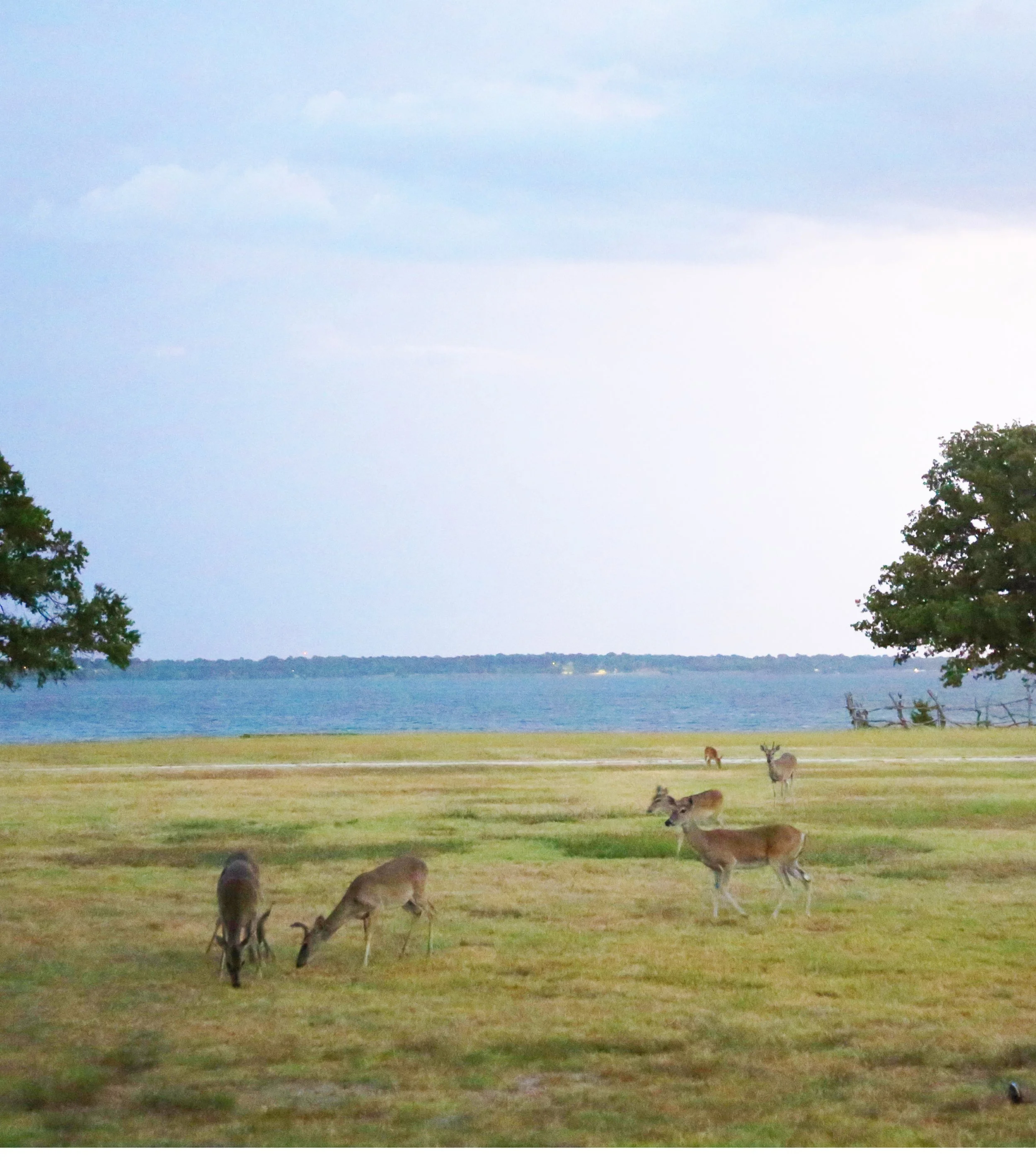 Deer standing on green lawn near trees near Lake Tawakoni on Peninsula Ranch