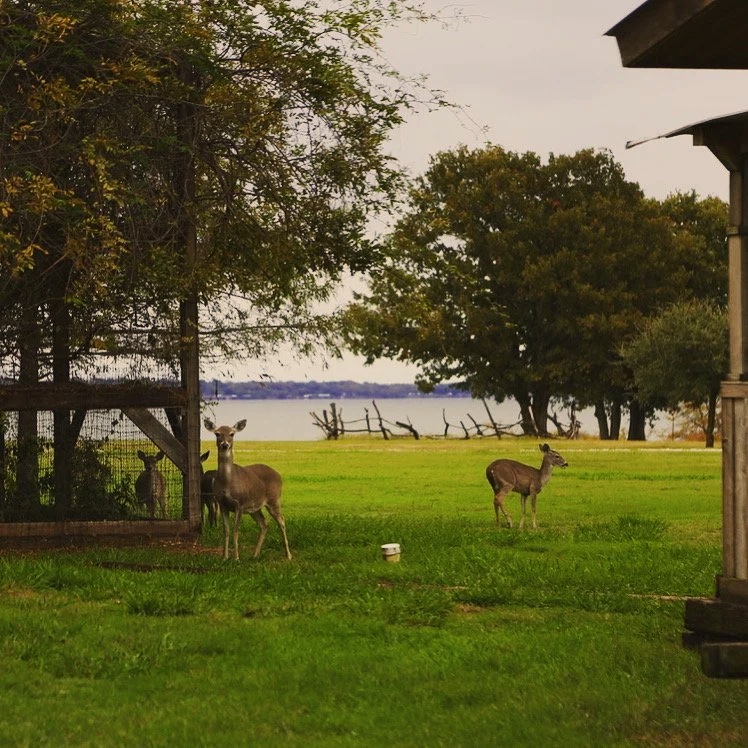Deer standing on green lawn near trees near Lake Tawakoni on Peninsula Ranch