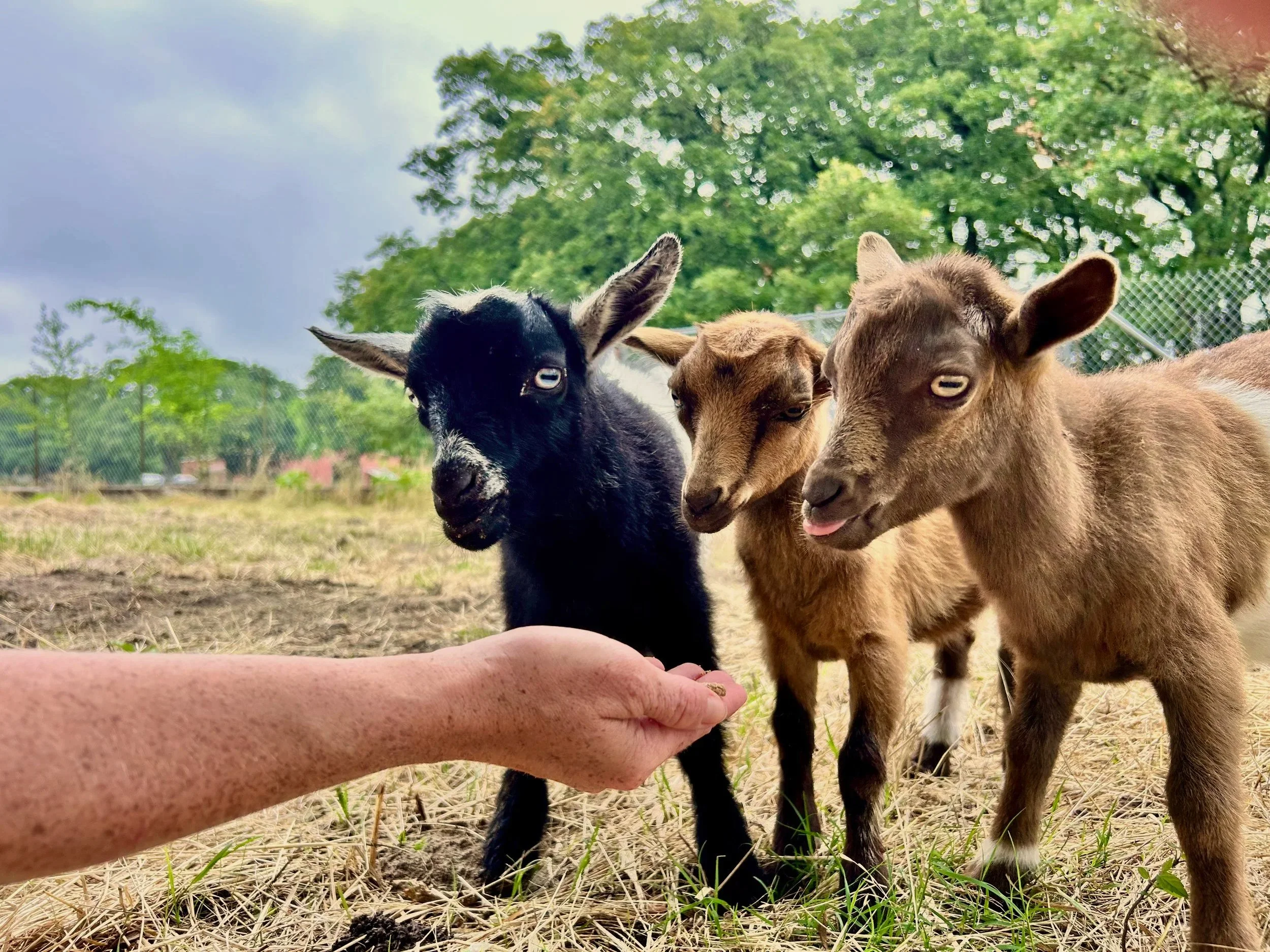 Three Baby Goats that call Peninsula Ranch home - book your chance to feed the goats on our website!