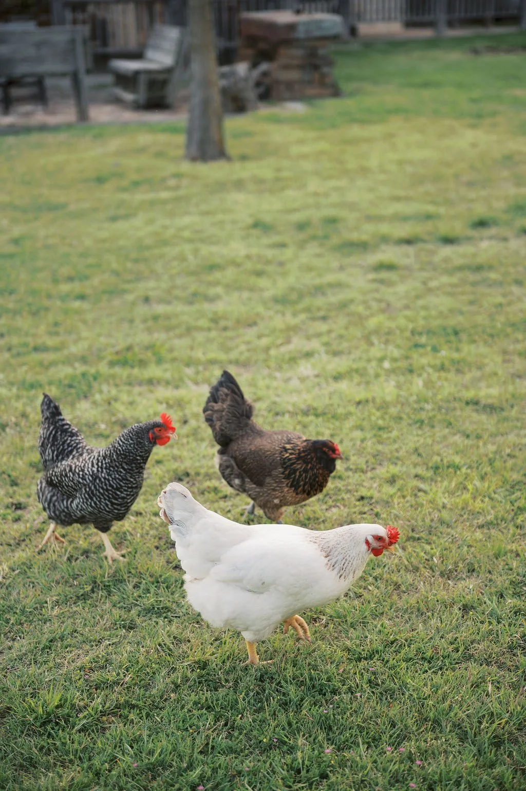 Three chickens, a black and white speckled hen, a brown hen, and a white hen, are pecking at the grass in a backyard with a wooden fence and picnic table at Peninsula Ranch in DFW.