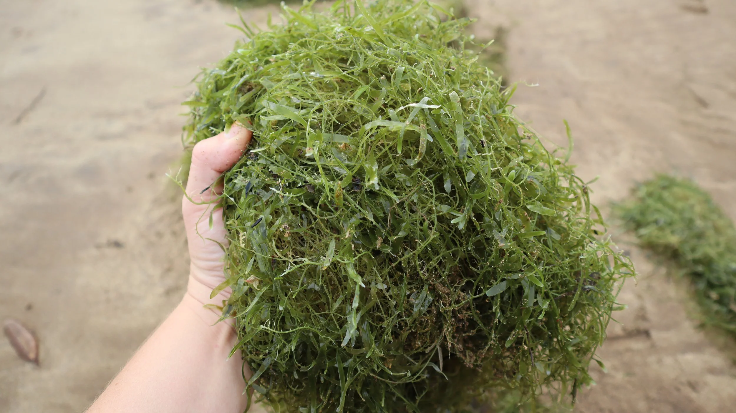 Expressions of Interest - Exotic Caulerpa Kaitiaki