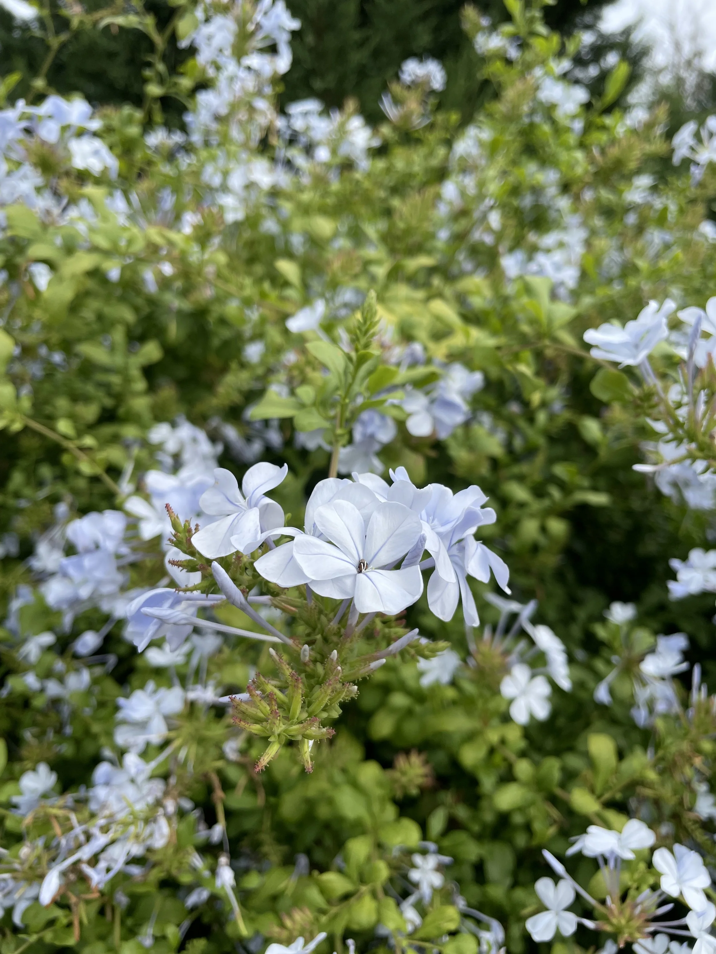 IMG_9766.jpeg