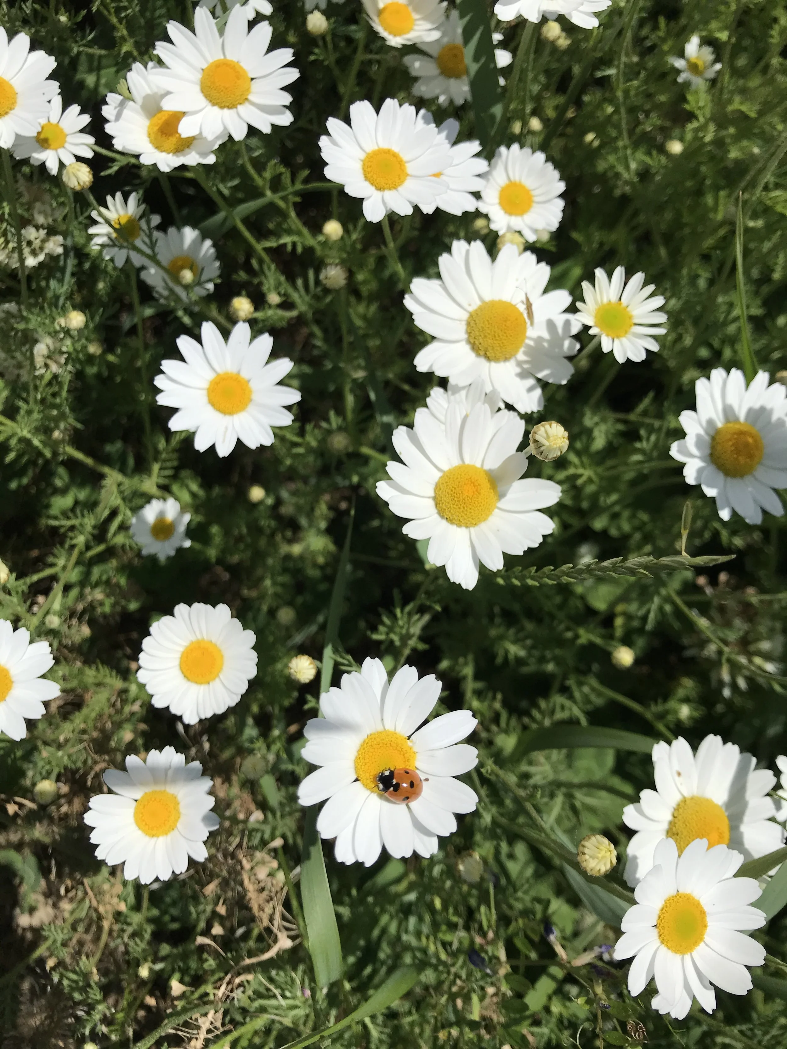 IMG_2060.jpeg
