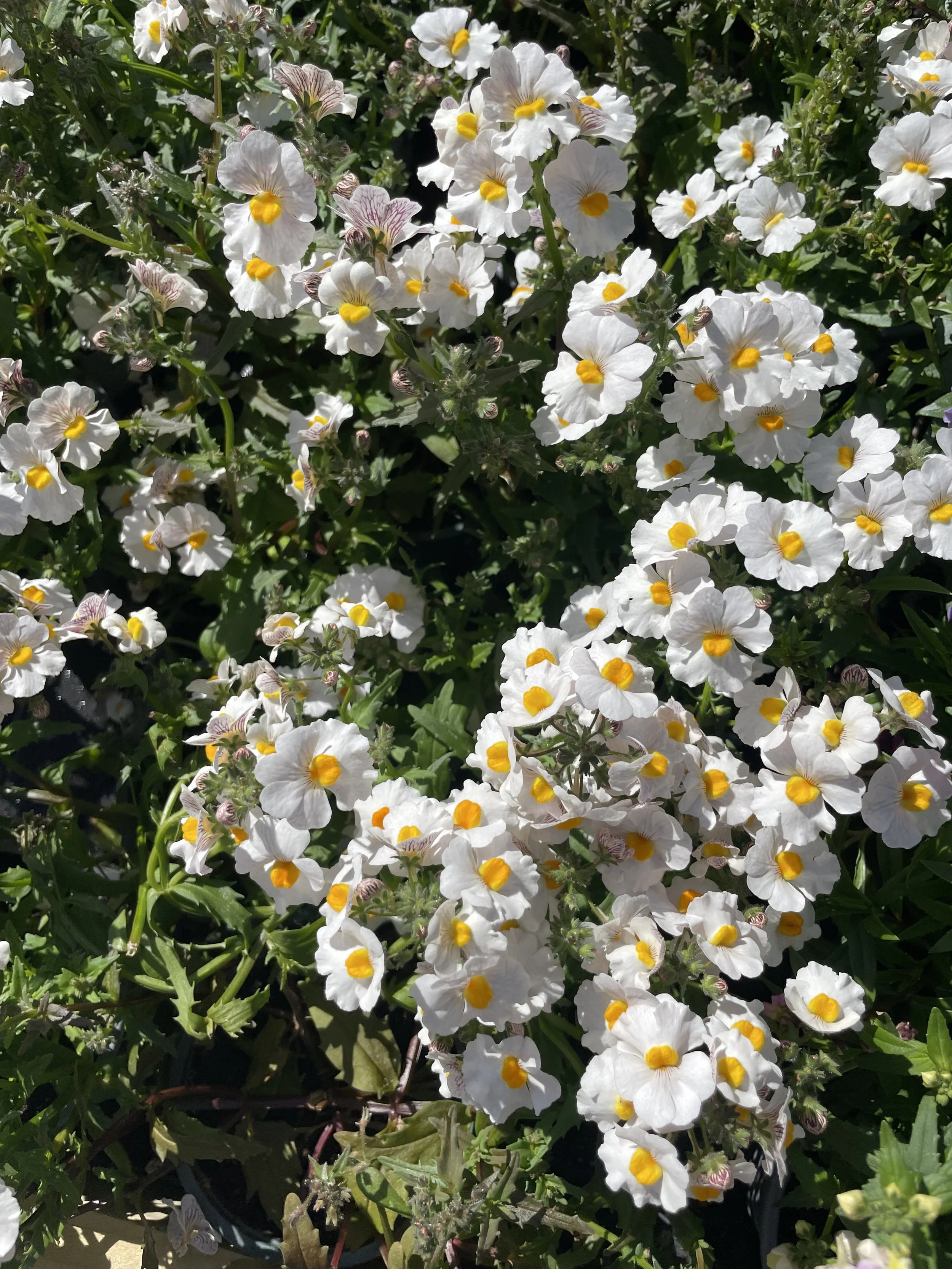 IMG_1202.jpeg