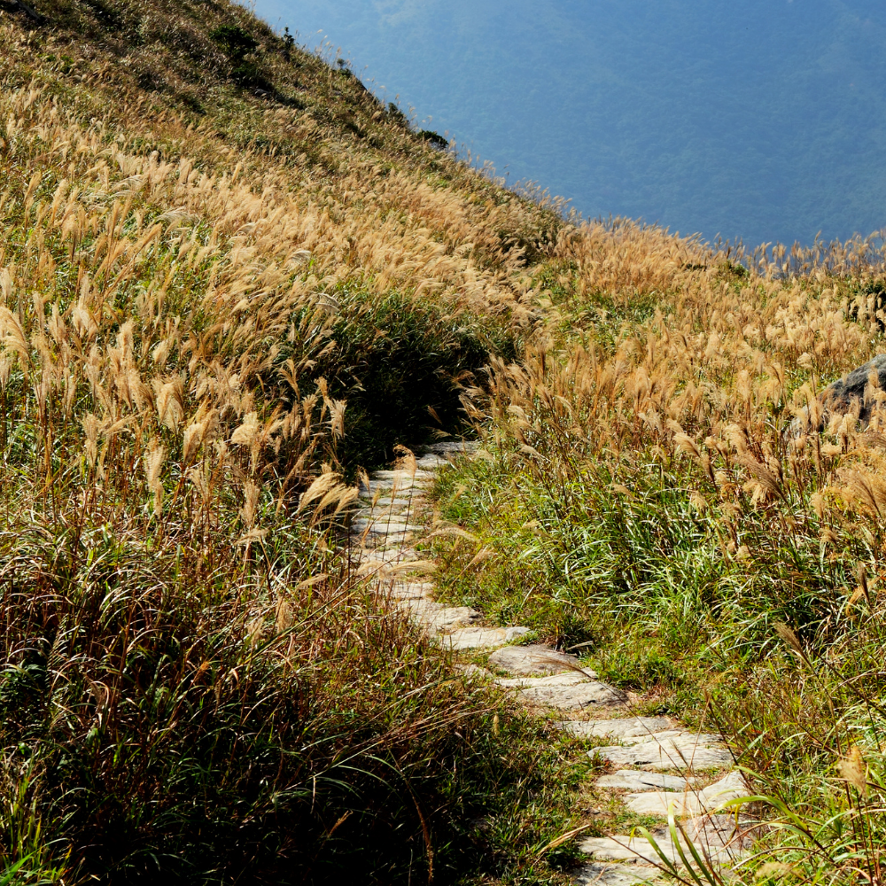 path.png